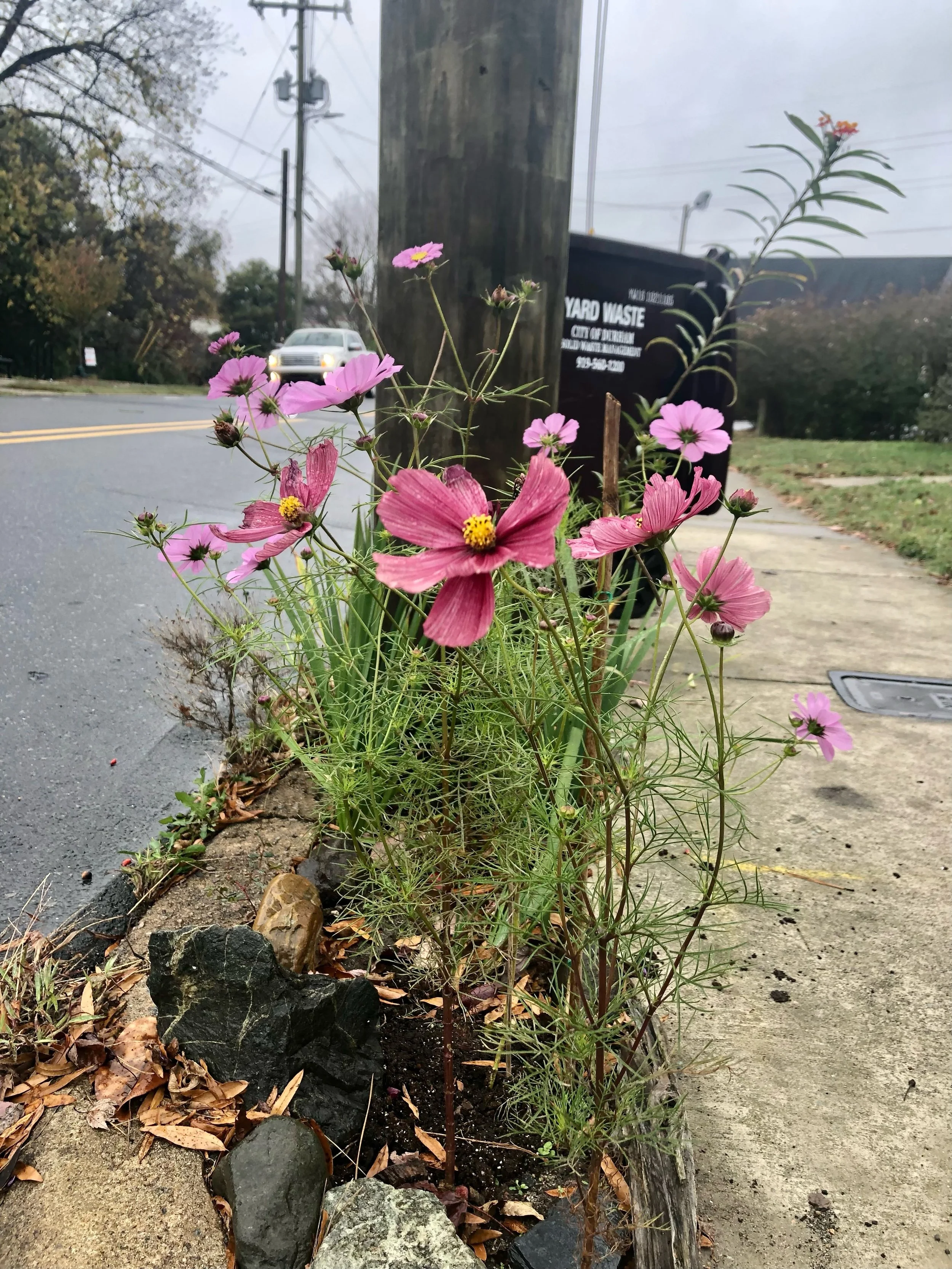 flowers growing in cement