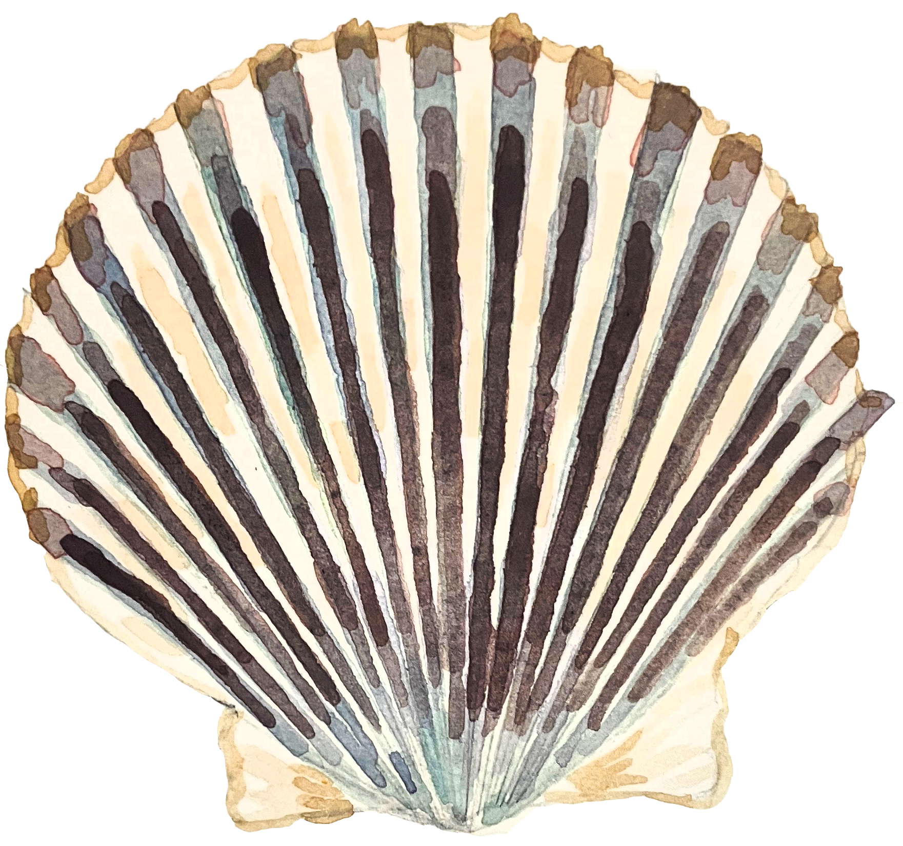 scallop.png