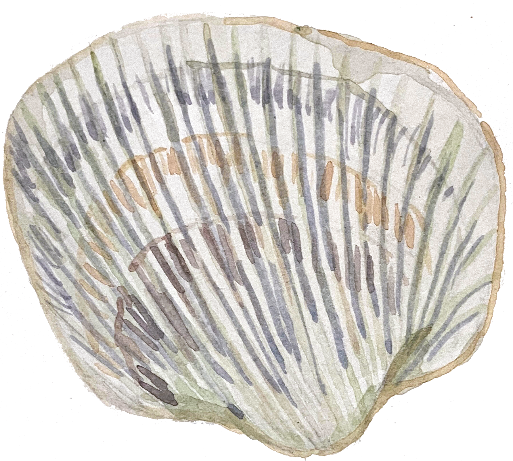 cockle.png
