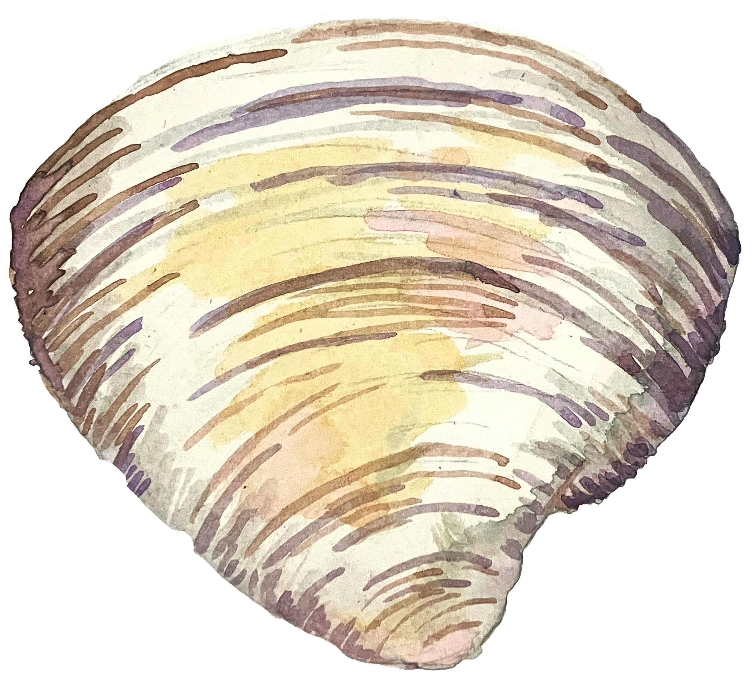 clam.png