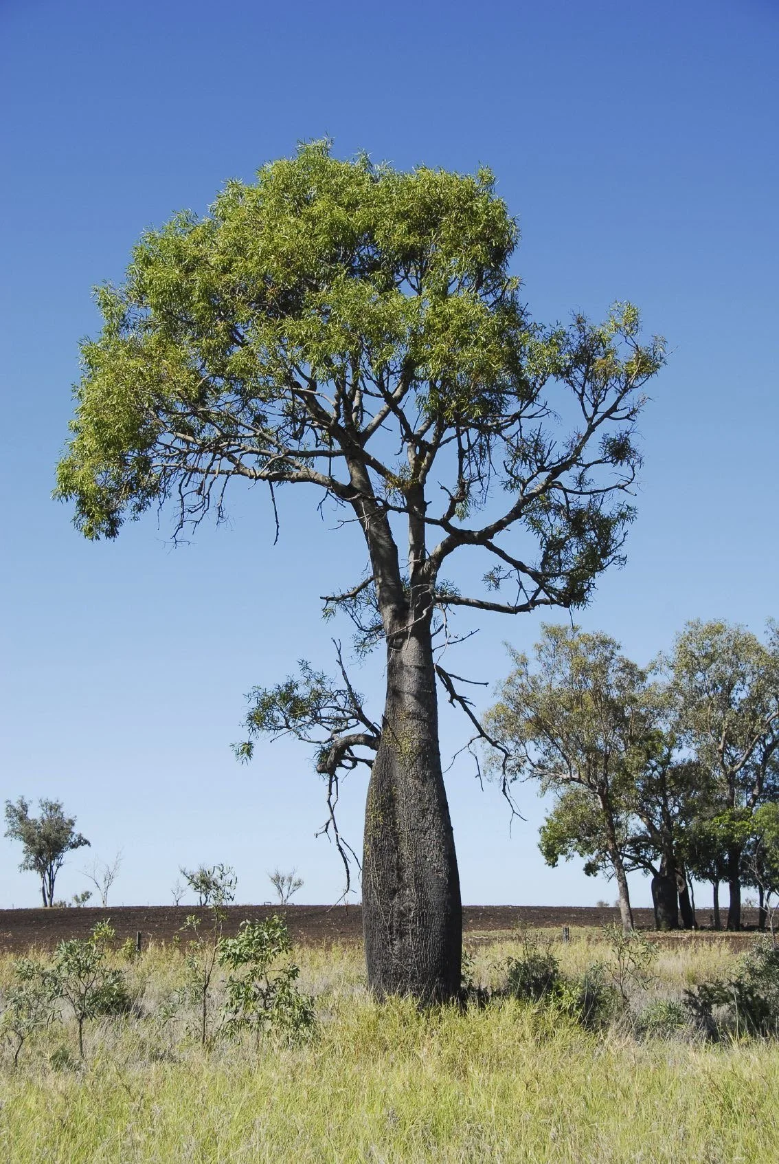 Retirement Planning Is Like Planting a Tree Don’t Wait Until You Need the Shade