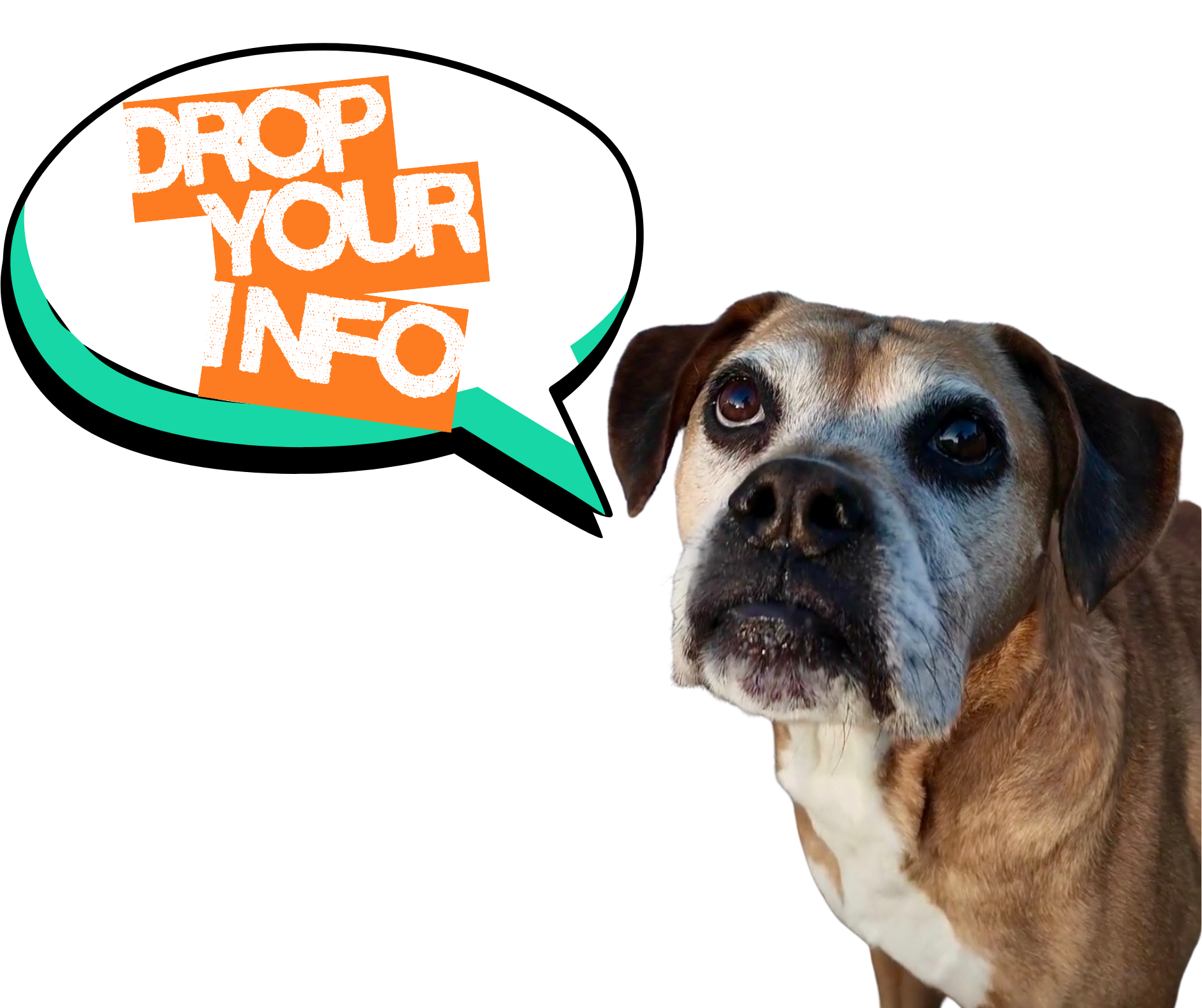 Frady Dogs mascot boxer with a speech bubble saying ‘Drop your info.’