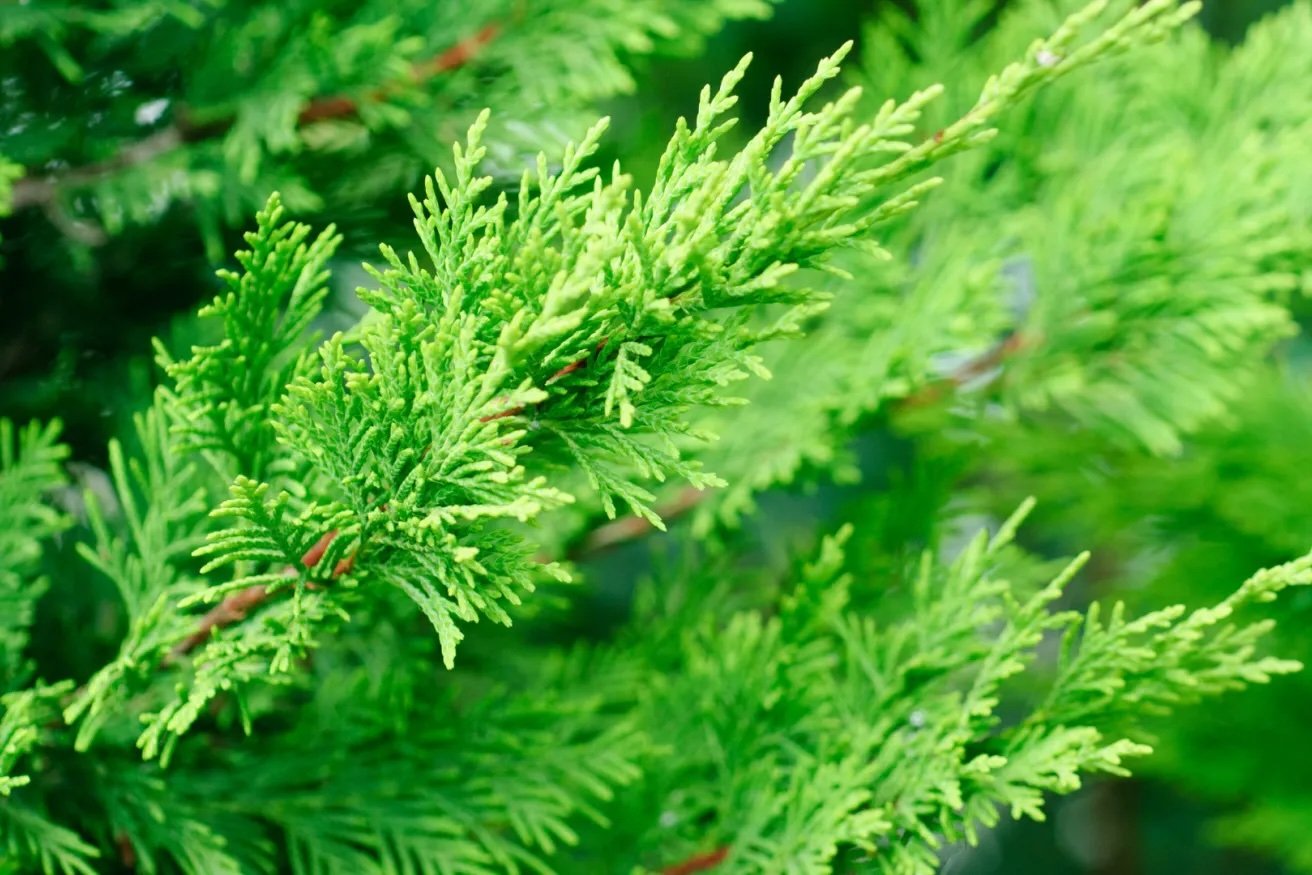 Blog 3 — Oak & Cypress Counseling - Individual Therapy and Couples ...