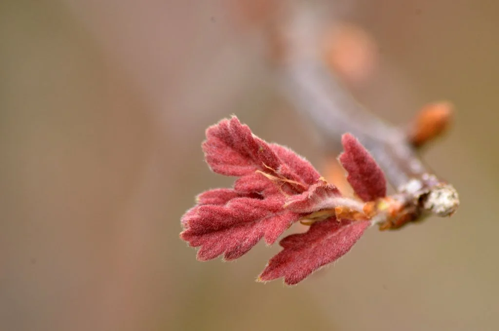 Primary Emotions vs. Secondary Emotions