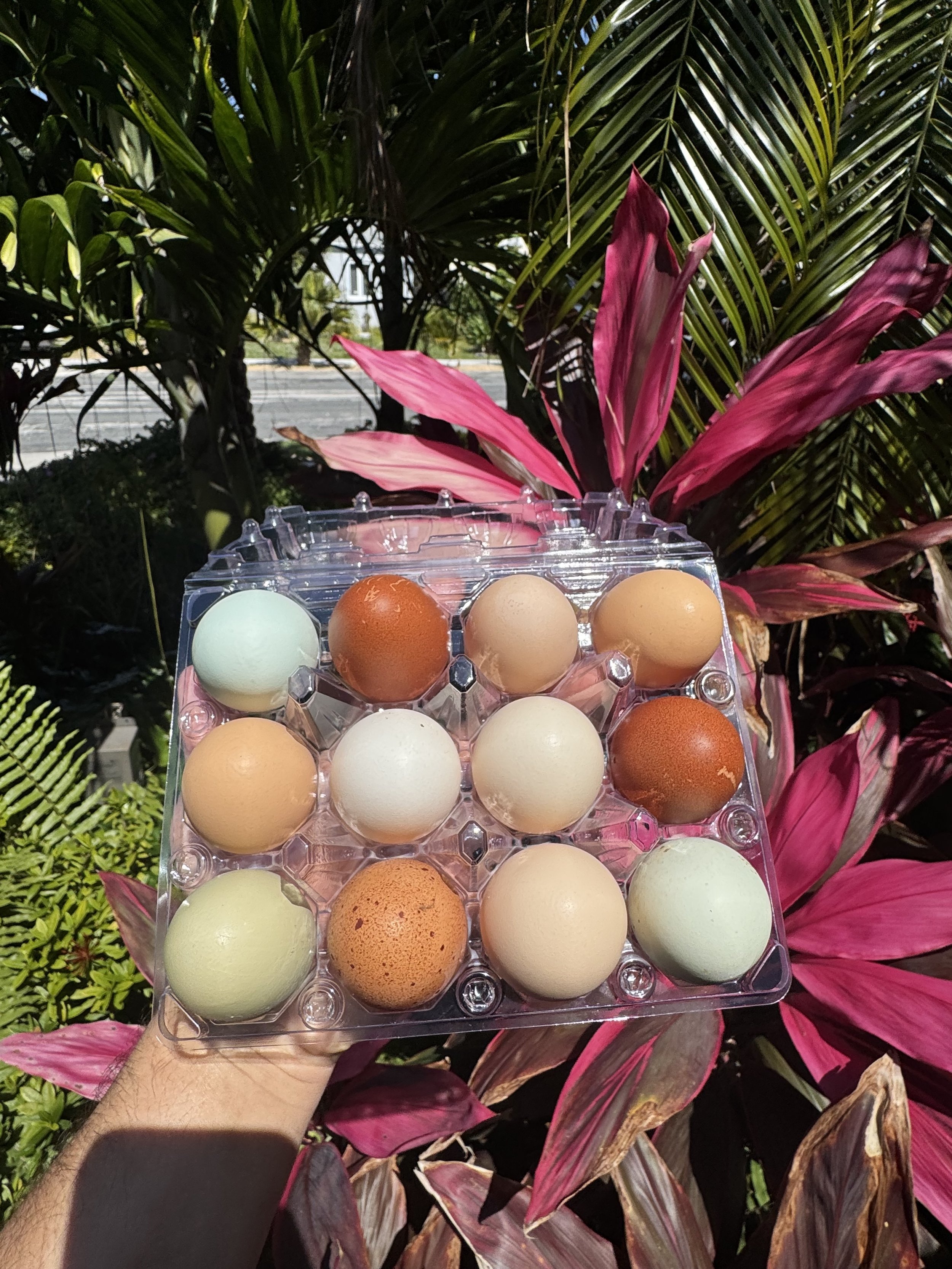 rainbowEggs.jpg