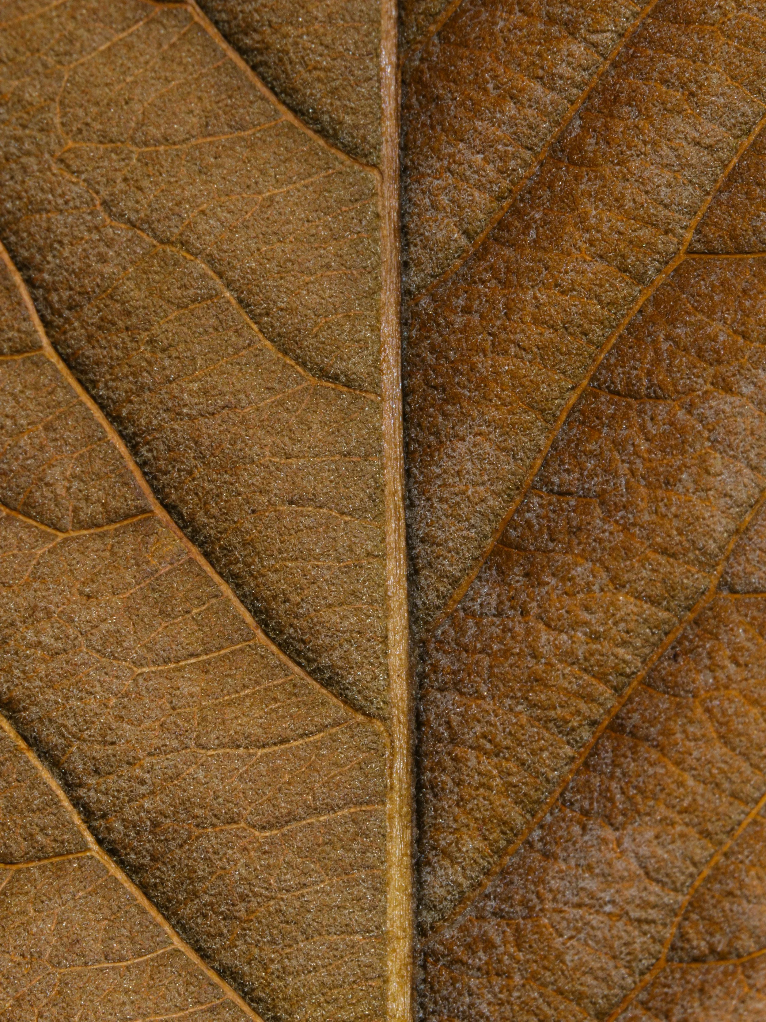 Close-up of a brown autumn leaf showing detailed texture and venation.