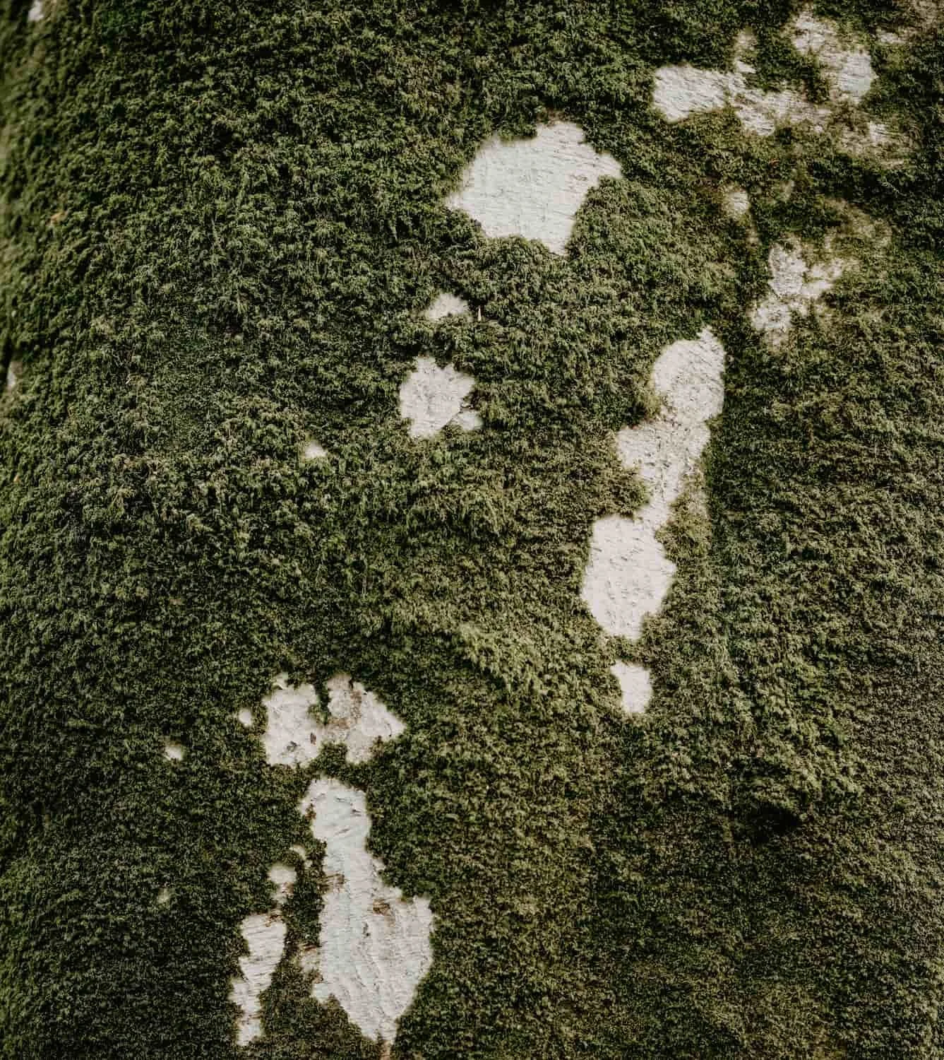 Close-up of a tree trunk covered with green moss and lichen patches