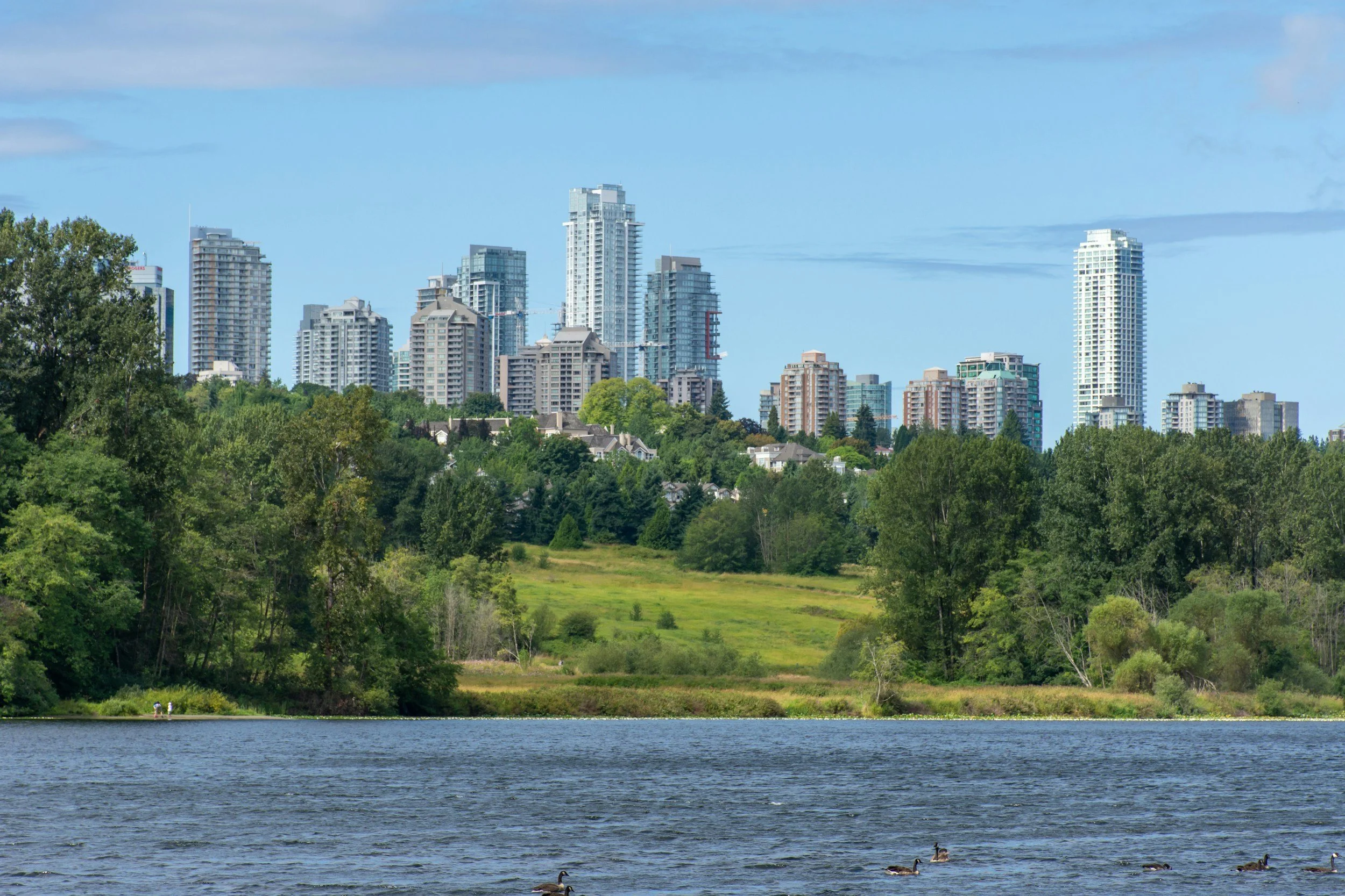 A scenic view of a lake with ducks swimming in the foreground, a green park with trees, and a city skyline with tall buildings in the background under a blue sky with some clouds.