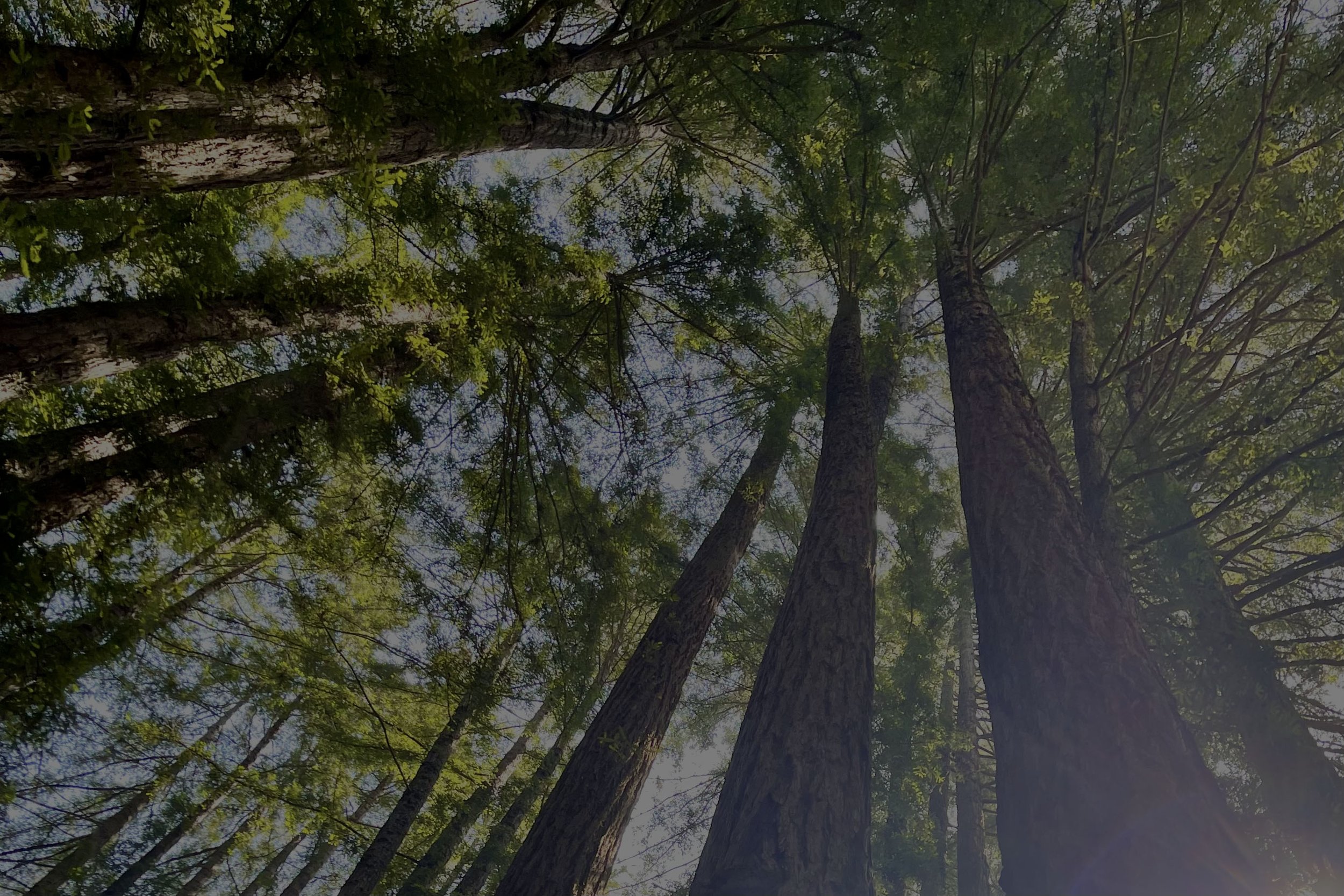 Grove trees dimmed.jpg