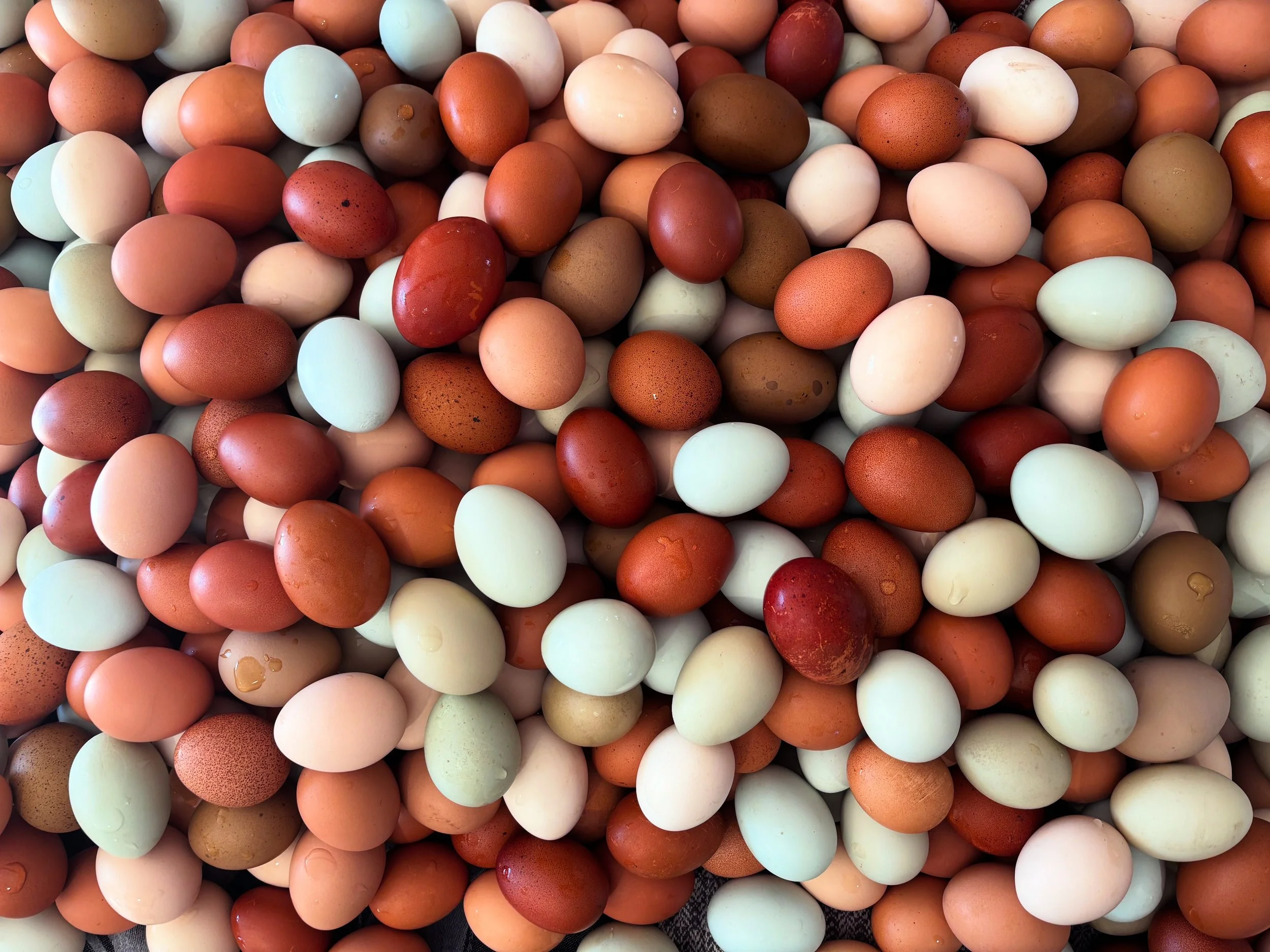 What’s the Real Cost of Raising Your Own Chickens for Eggs?