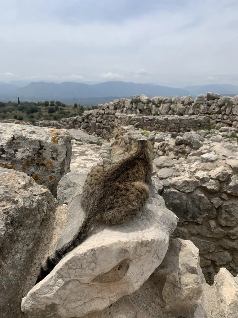 Cat at Mycenae Greece.