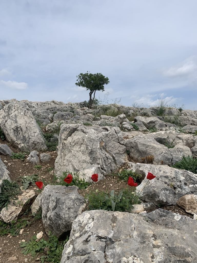 Tree and flowers, Greece
