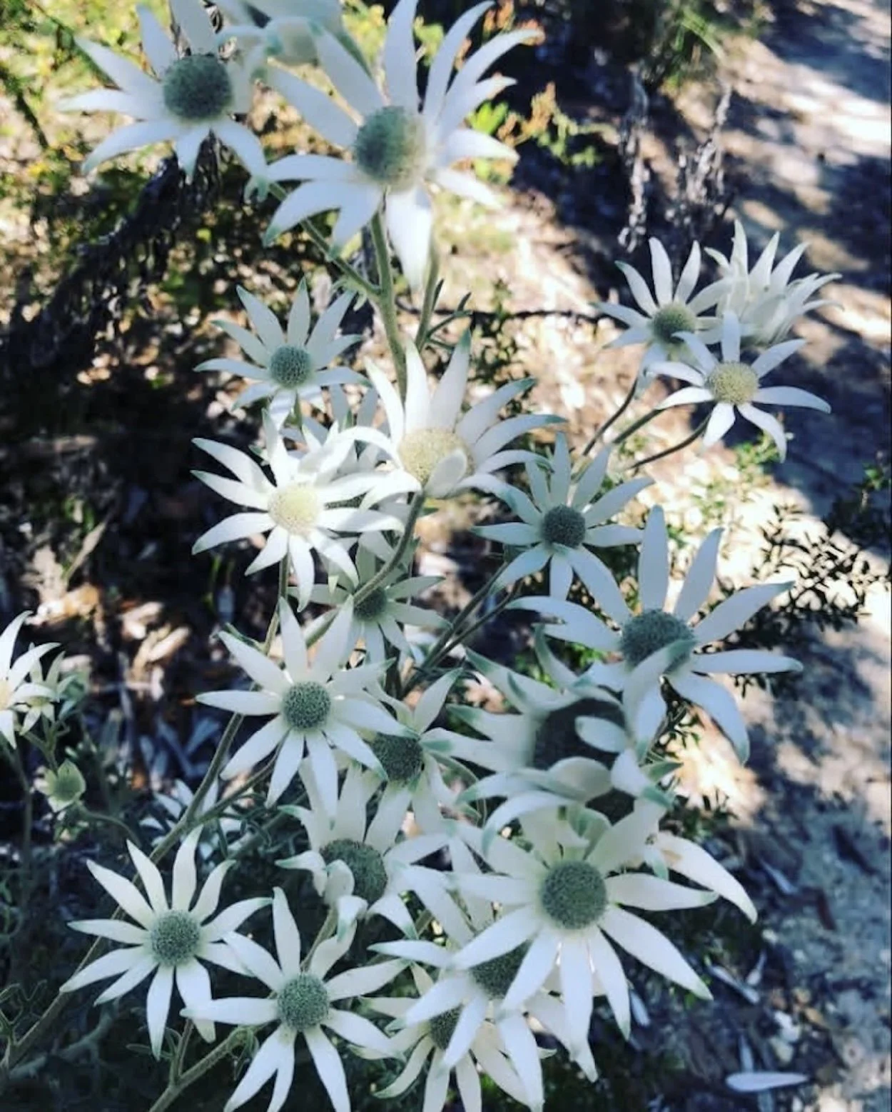 Flannel Flower Bush