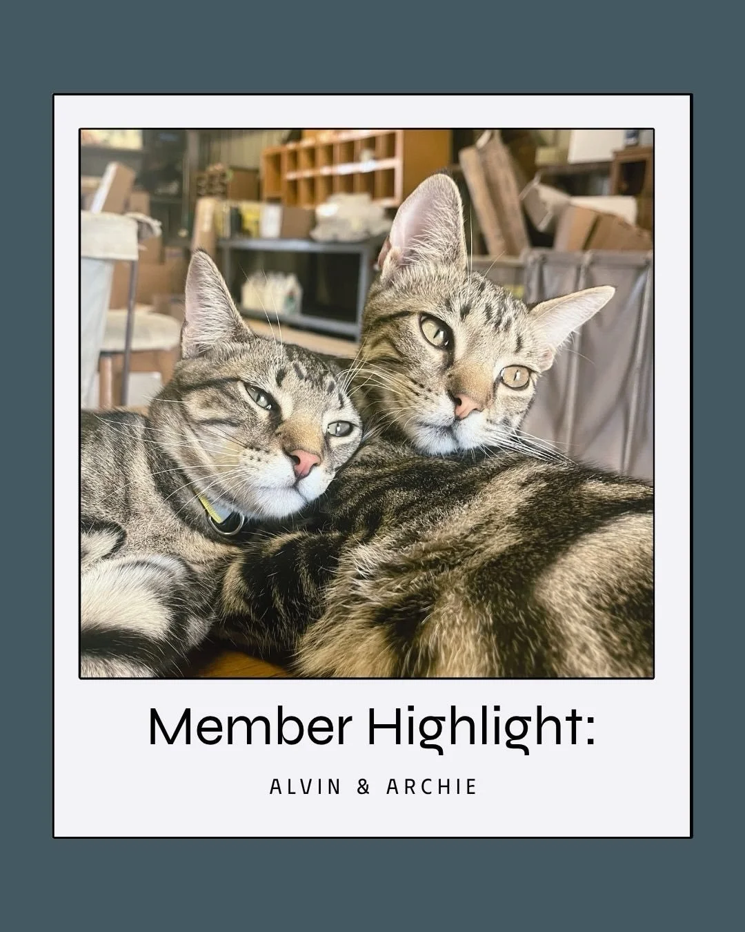 Member Highlight: Alvin and Archie | Batture Barnyard Crew

Meet Alvin (left) &amp; Archie (right)!

Newest members of The Rigs. Strong, silent type&mdash;declined to answer the Q&amp;A.

Currently settling in at @batturebarnyard, where they can be f