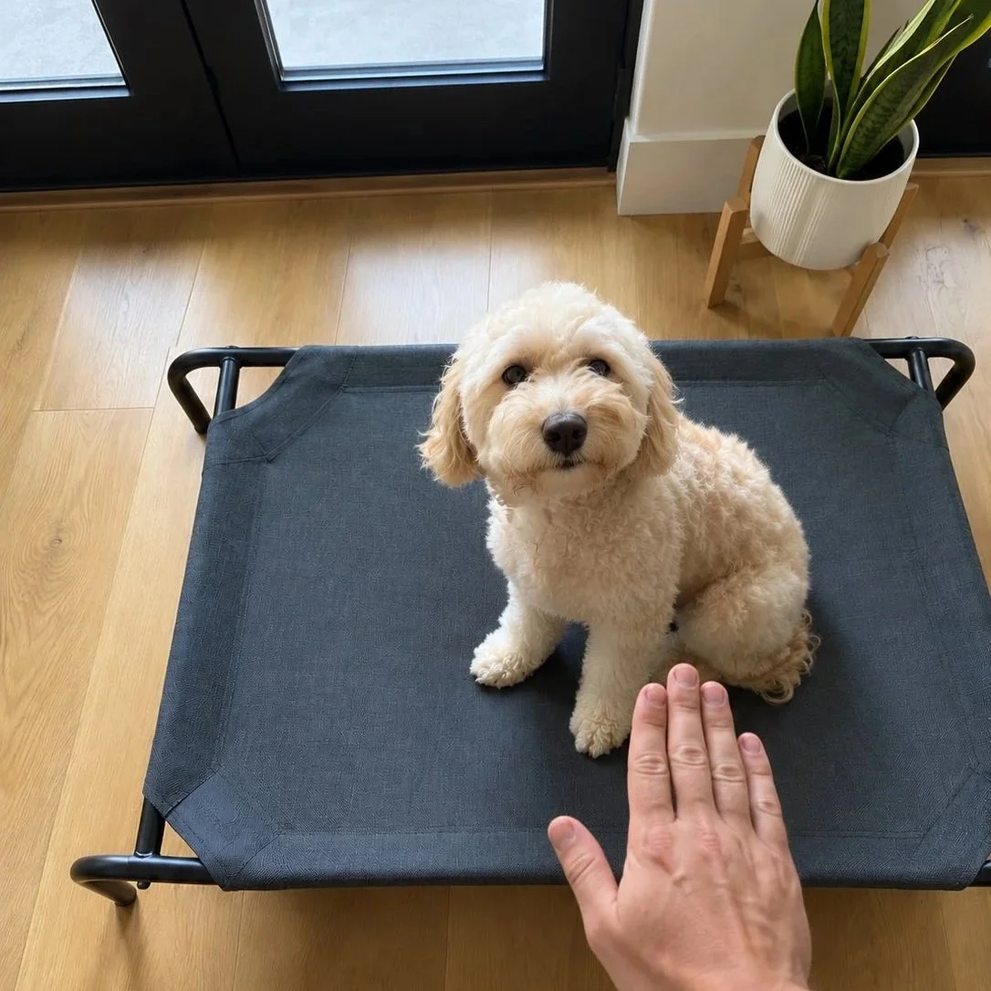Small cream-colored curly-haired dog sitting on a black elevated pet cot beside a potted snake plant