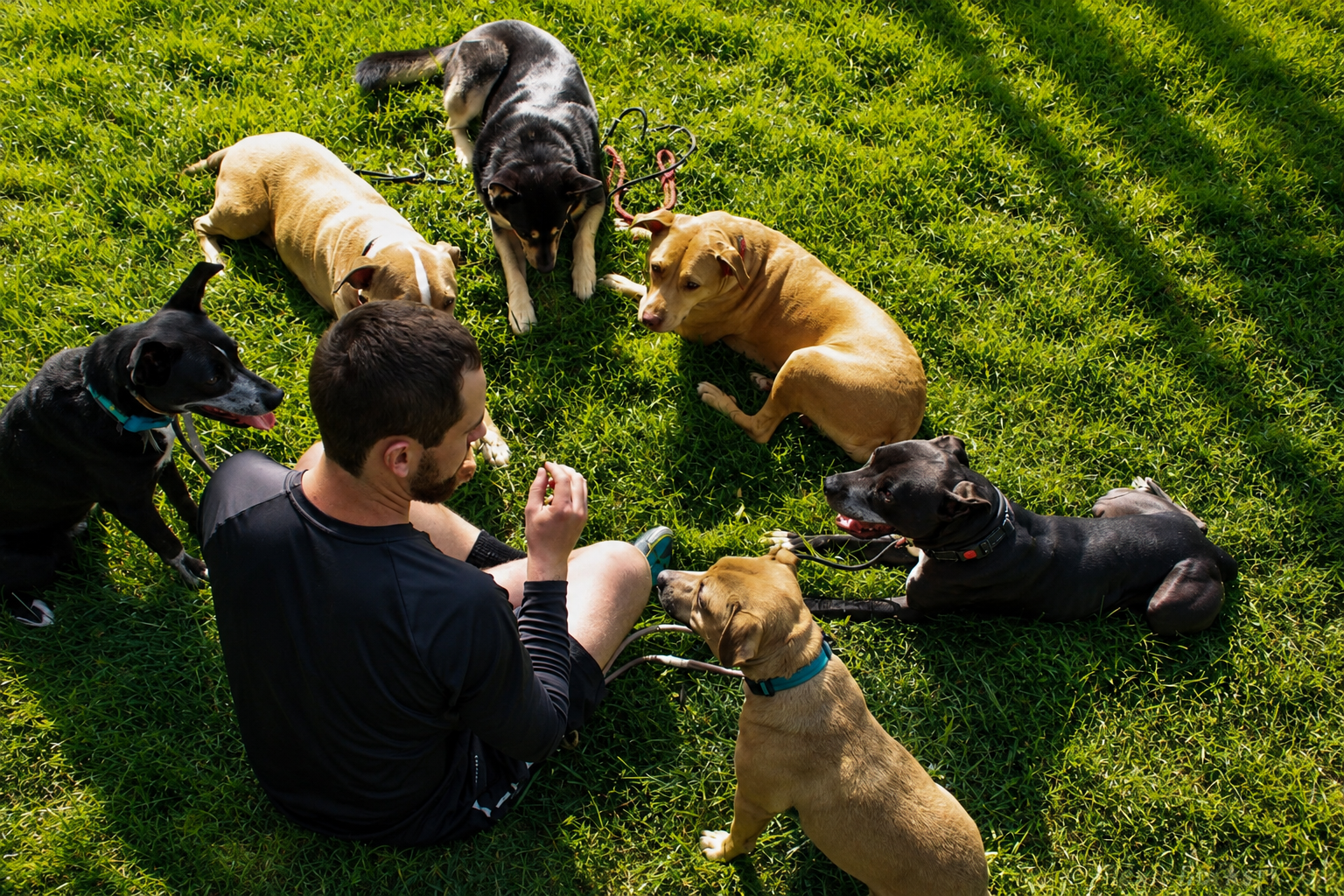 Man sitting on grass surrounded by six dogs