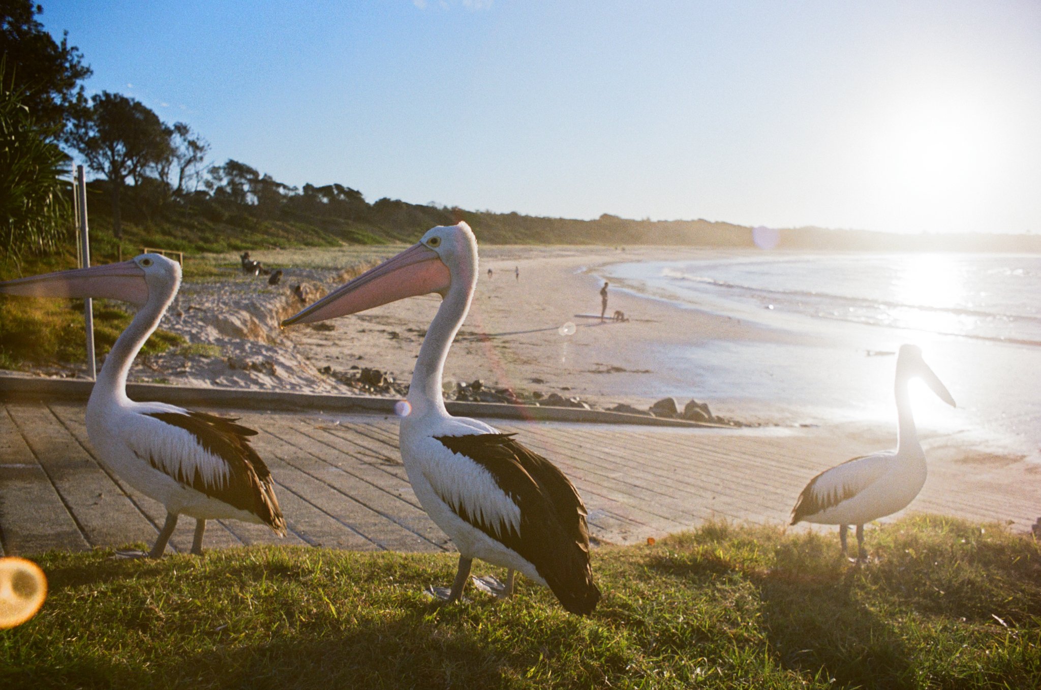 pelicans at the beach