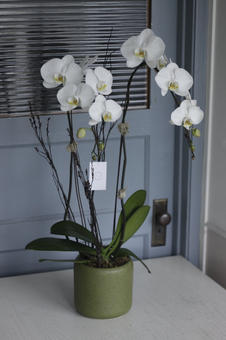 White Phalaenopsis Orchid
