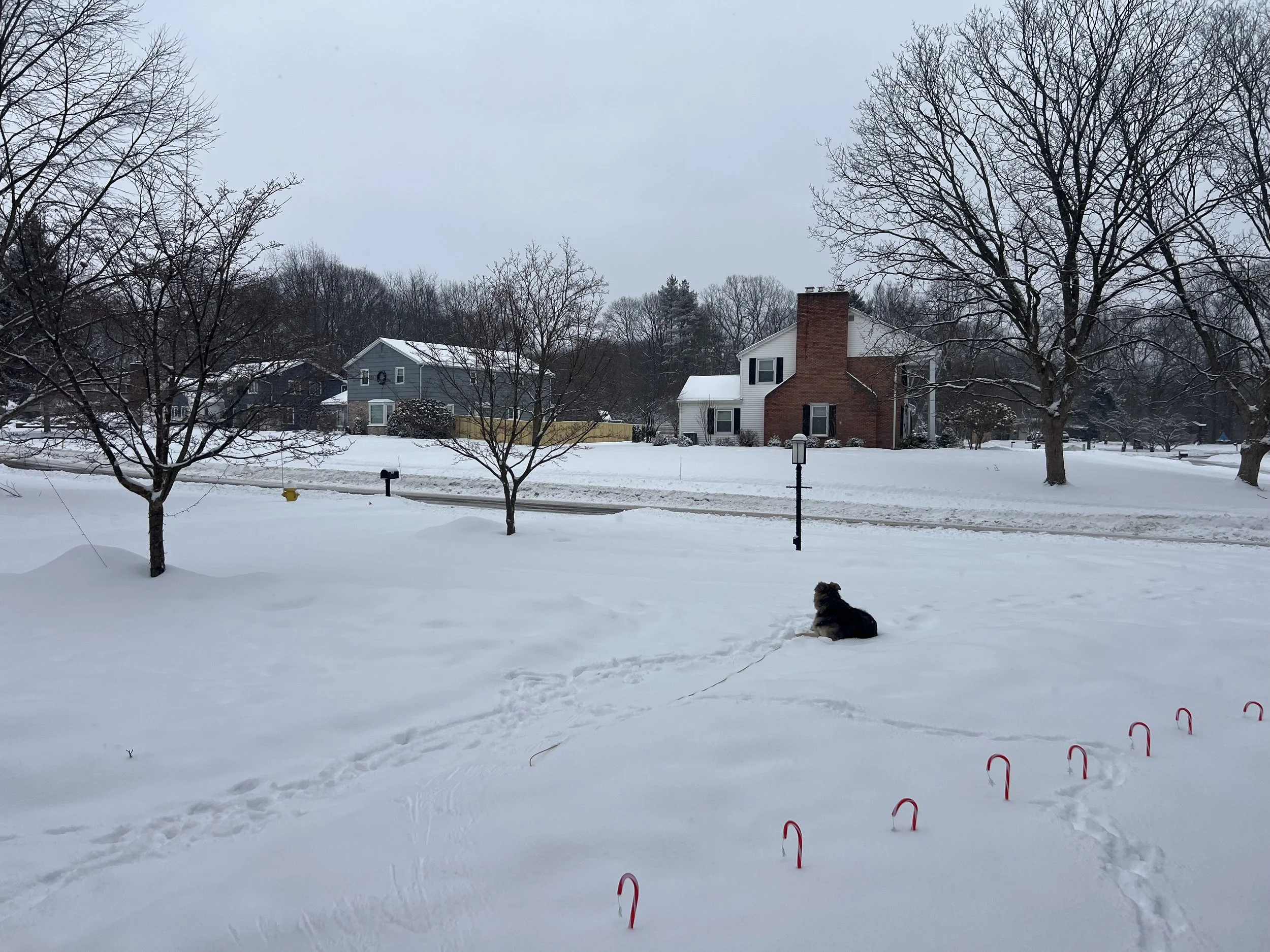 A neighborhood covered in snow with a dog looking out