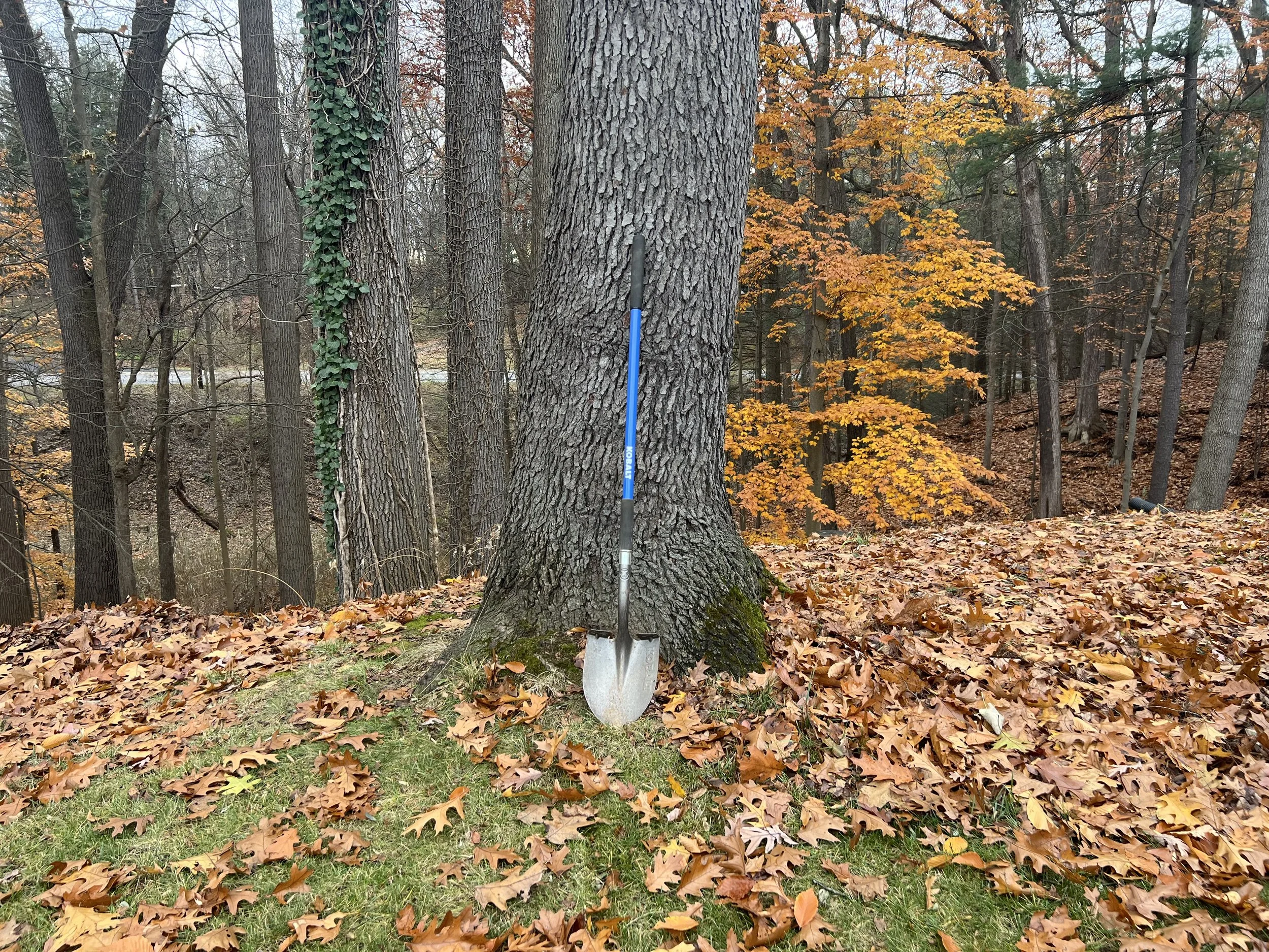 Blue Kobalt Shovel up against a tree with leaves all around