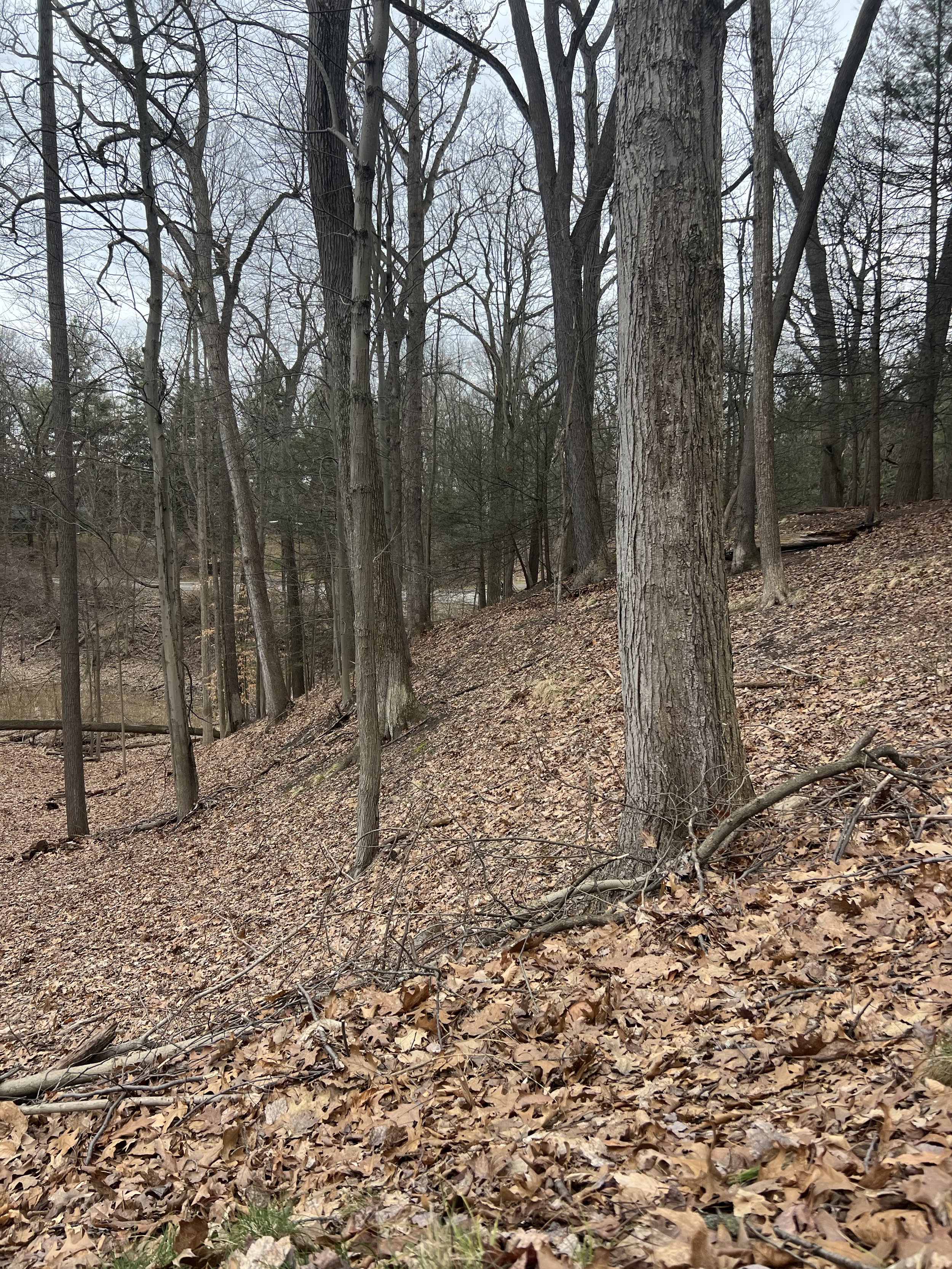 A hill in the woods, covered with fallen leaves