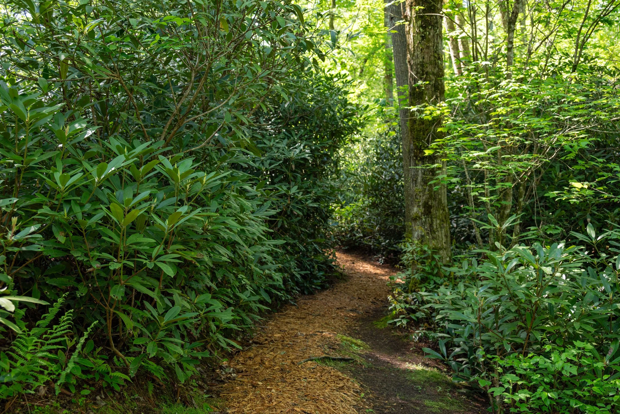 Moss &amp; Fern Walk - RSVP Required (15 max)