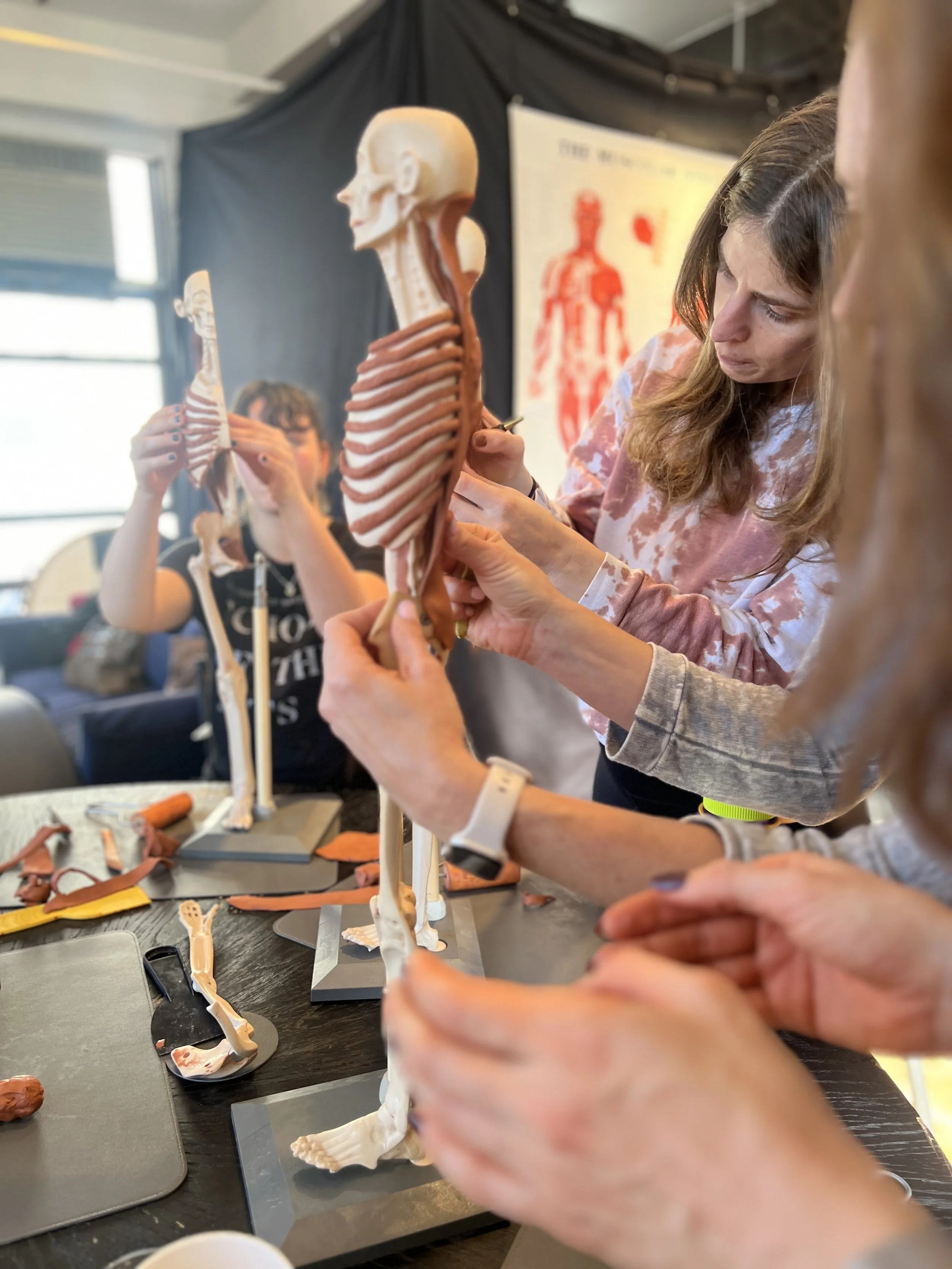 Close-up of anatomy study tools and skeleton model used for deep-dive Pilates training.