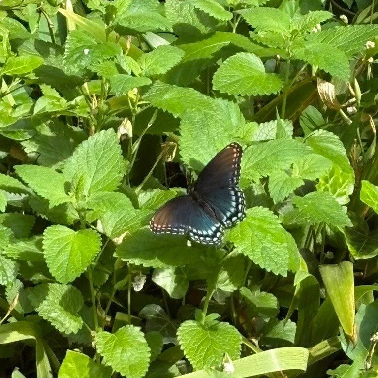 💡 Did you Know: Black Swallowtail butterflies support #pollination, ensuring plants thrive and #ecosystems flourish. Their presence signals a healthy, balanced #environment for both wildlife and humans.

📸: @shannonwillowart