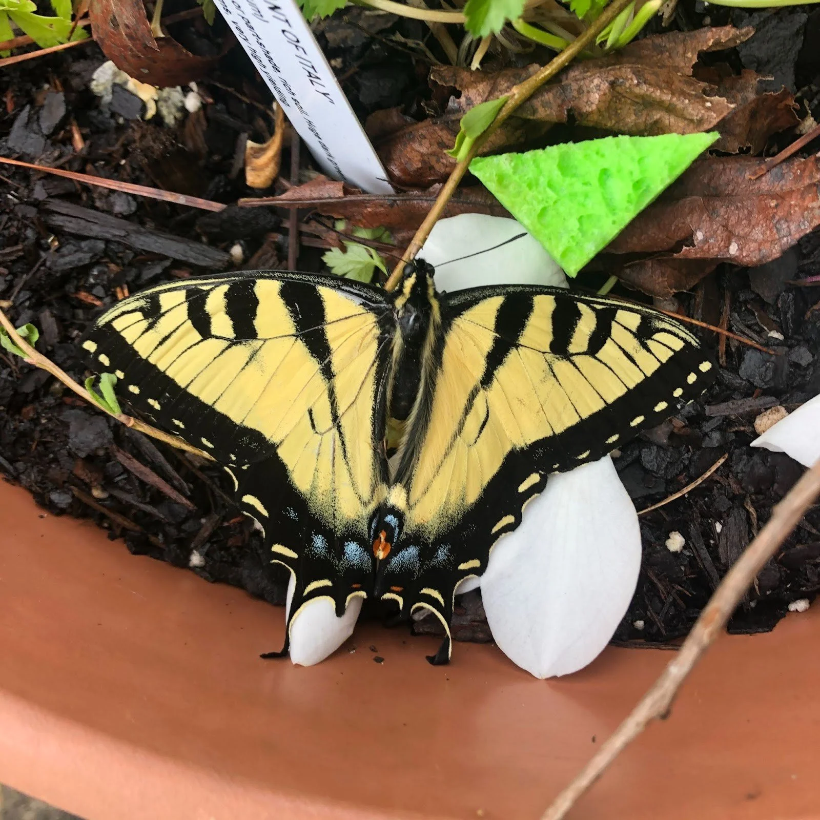 The Eastern Tiger Swallowtail butterfly illustrates the value of thriving #ecosystems. Protecting natural capital safeguards #biodiversity and strengthens the resources communities and #economies depend on.

📸: @shannonwillowart