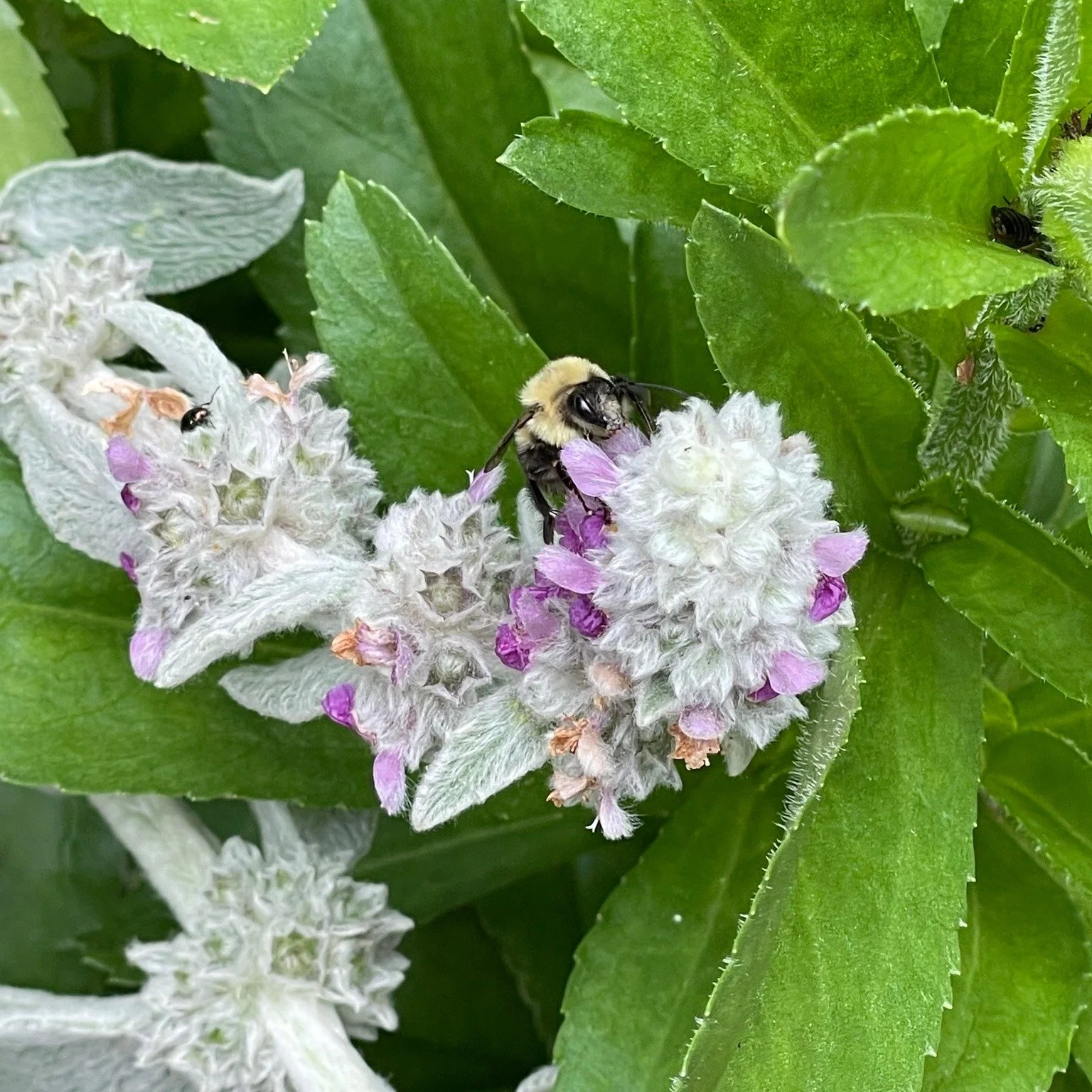 💡Did You Know: One-third of the food we eat depends on pollinators like Western Honey Bees. Their work sustains agriculture, economies, and ecosystems worldwide.

📸: @shannonwillowart
