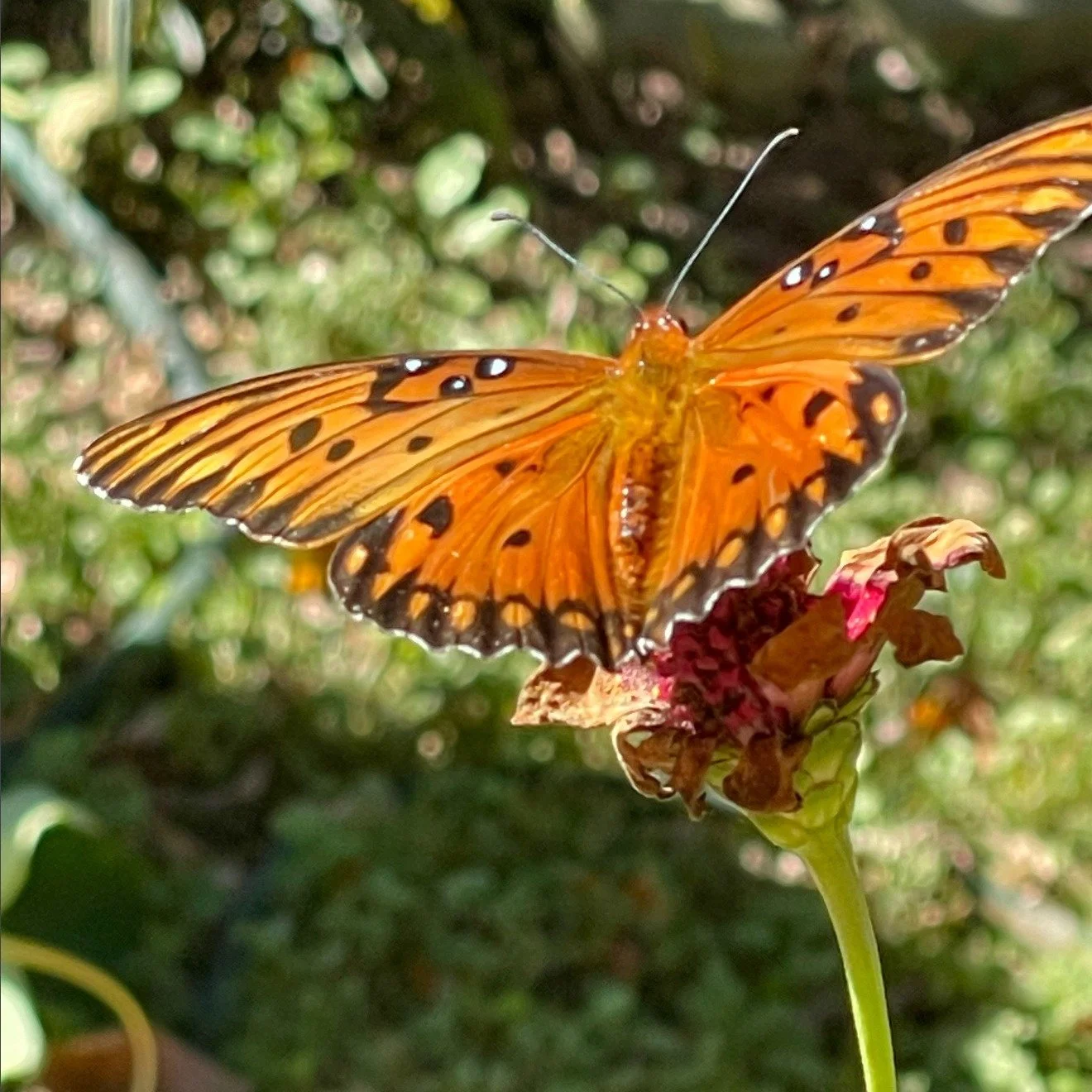 💡Did you Know: Gulf Fritillaries play a vital role in natural capital by pollinating native plants like passionflower and bee balm. 

Their activity supports #ecosystem health, #biodiversity, and the natural services that sustain agriculture and hum