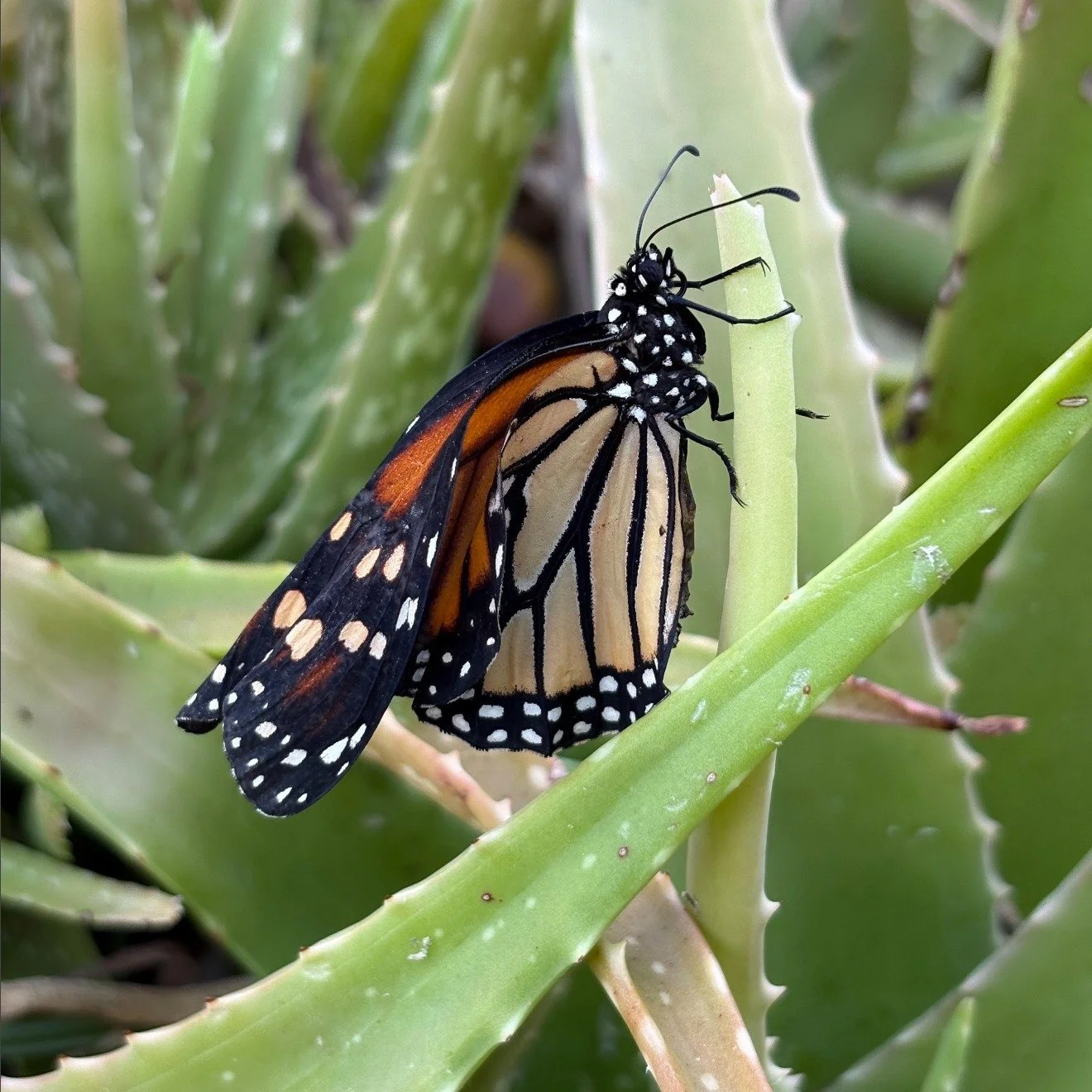 💡Did you Know: butterflies rely exclusively on milkweed as the host plant for their caterpillars. It&rsquo;s the only place they&rsquo;ll lay their eggs!

📸: @shannonwillowart