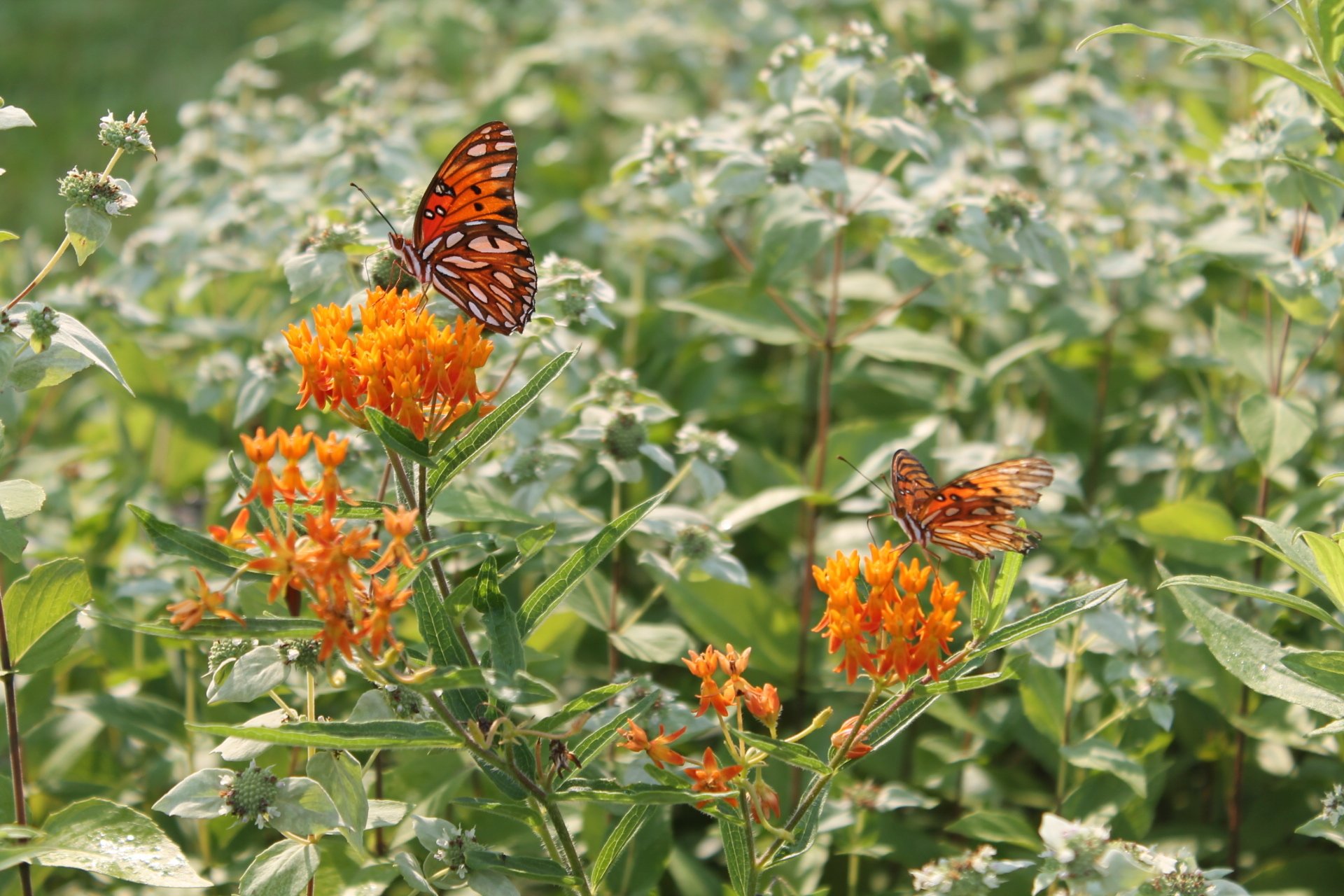 The Ray Receives Award to Launch Charleston County Pollinator Habitat Initiative