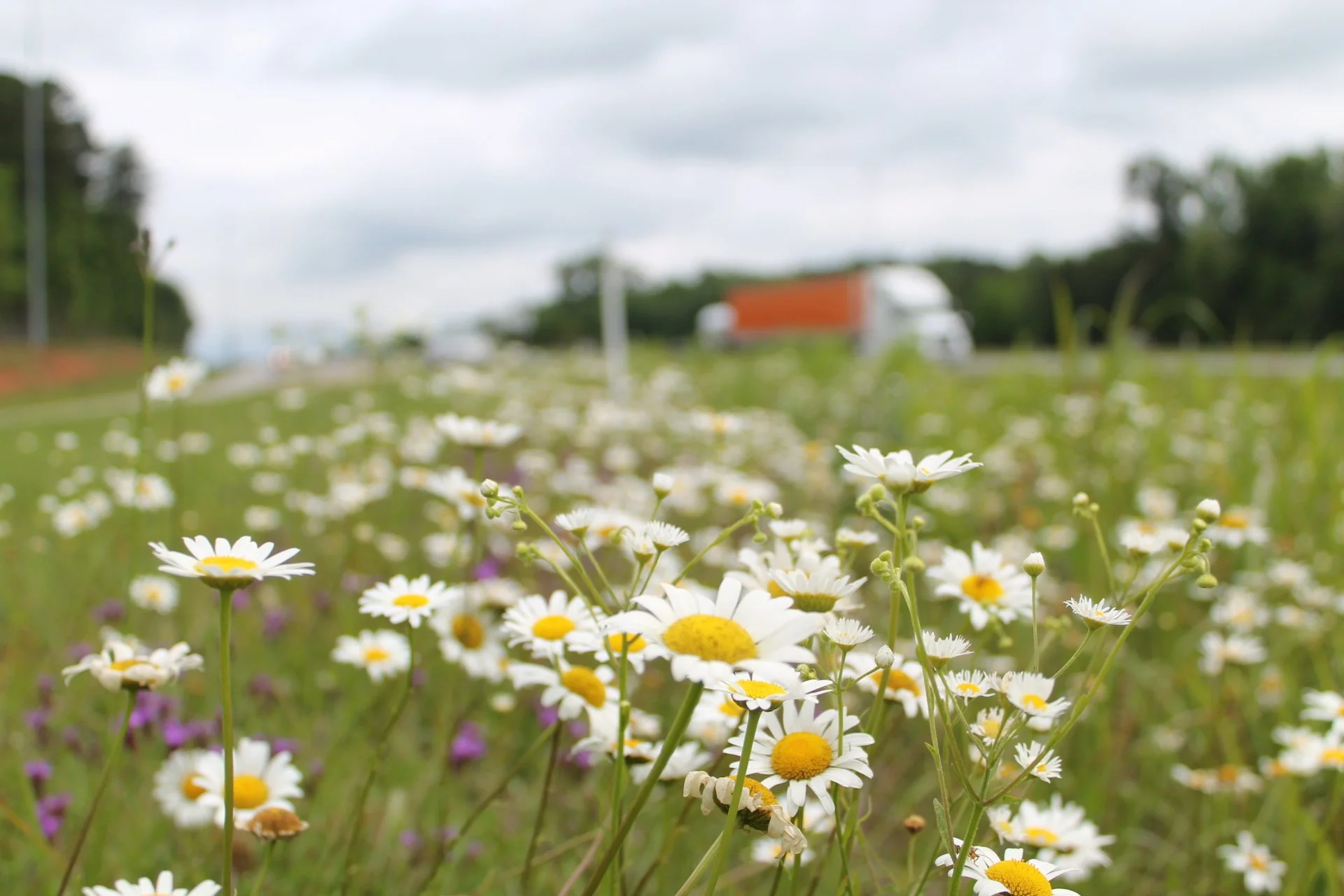 The Ray’s Natural Capital Initiative Takes Root in Charleston County