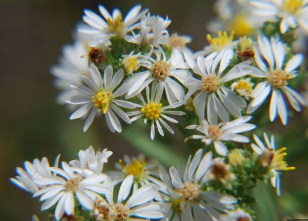 Doraville NC Article Pic 1.png