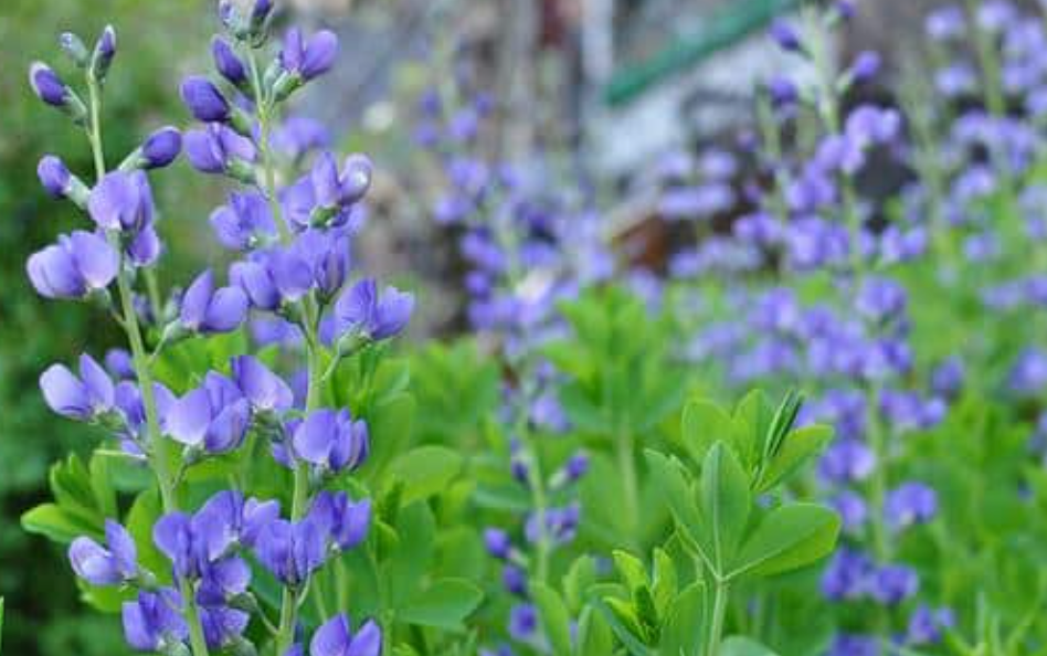 Doraville NC Article Pic 3.png