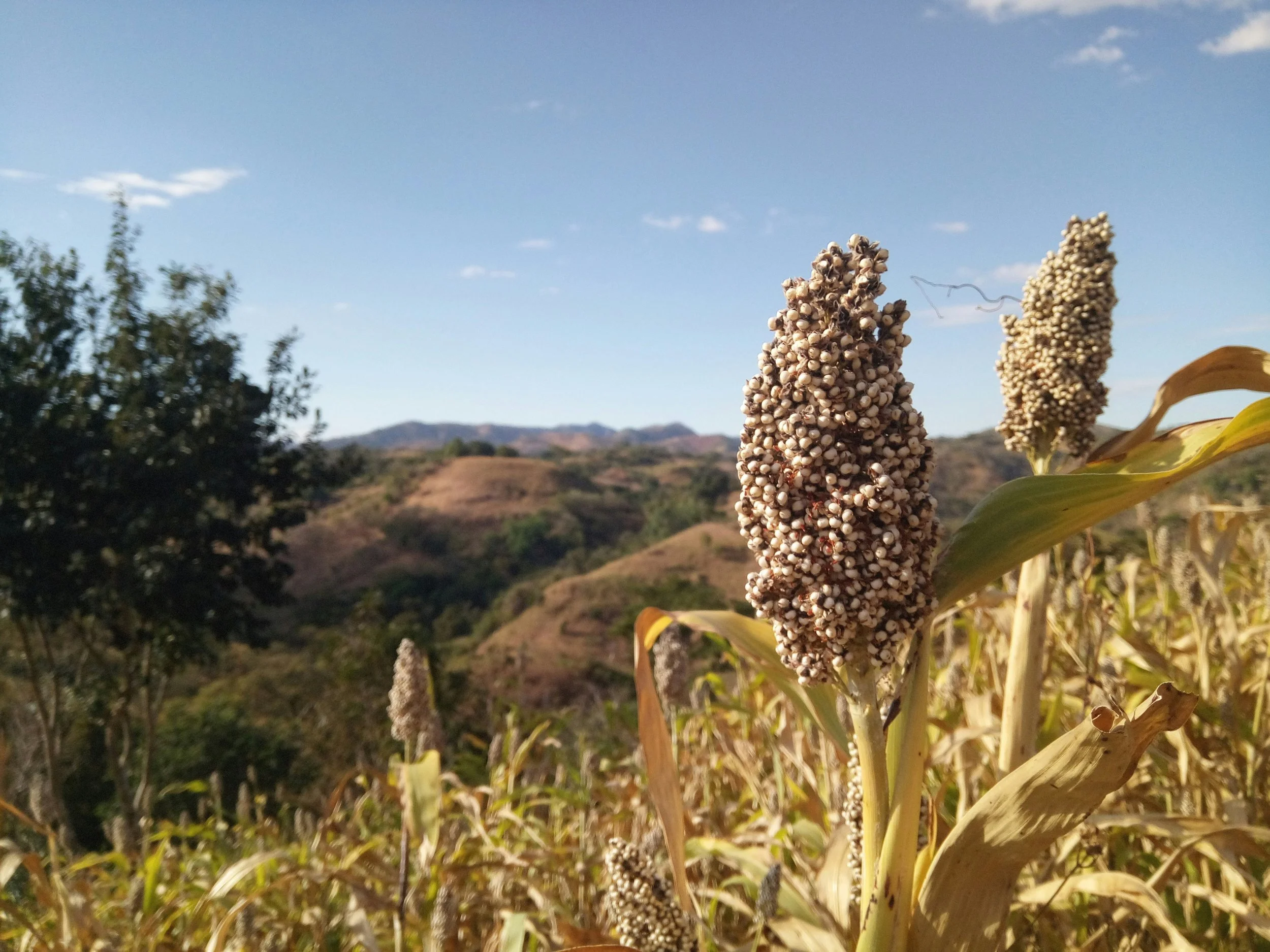 Technical Spotlight: The Ray’s Roadside Sorghum Trials Prove Value in Subsurface Restoration and Asset Protection