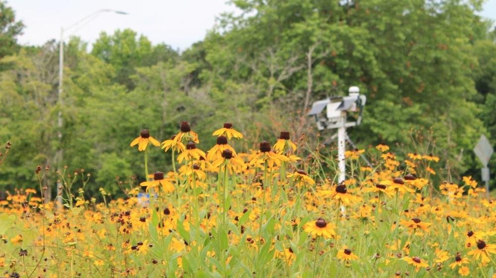 Smart sensors are tracking the environmental impact of Georgia's roadside meadows