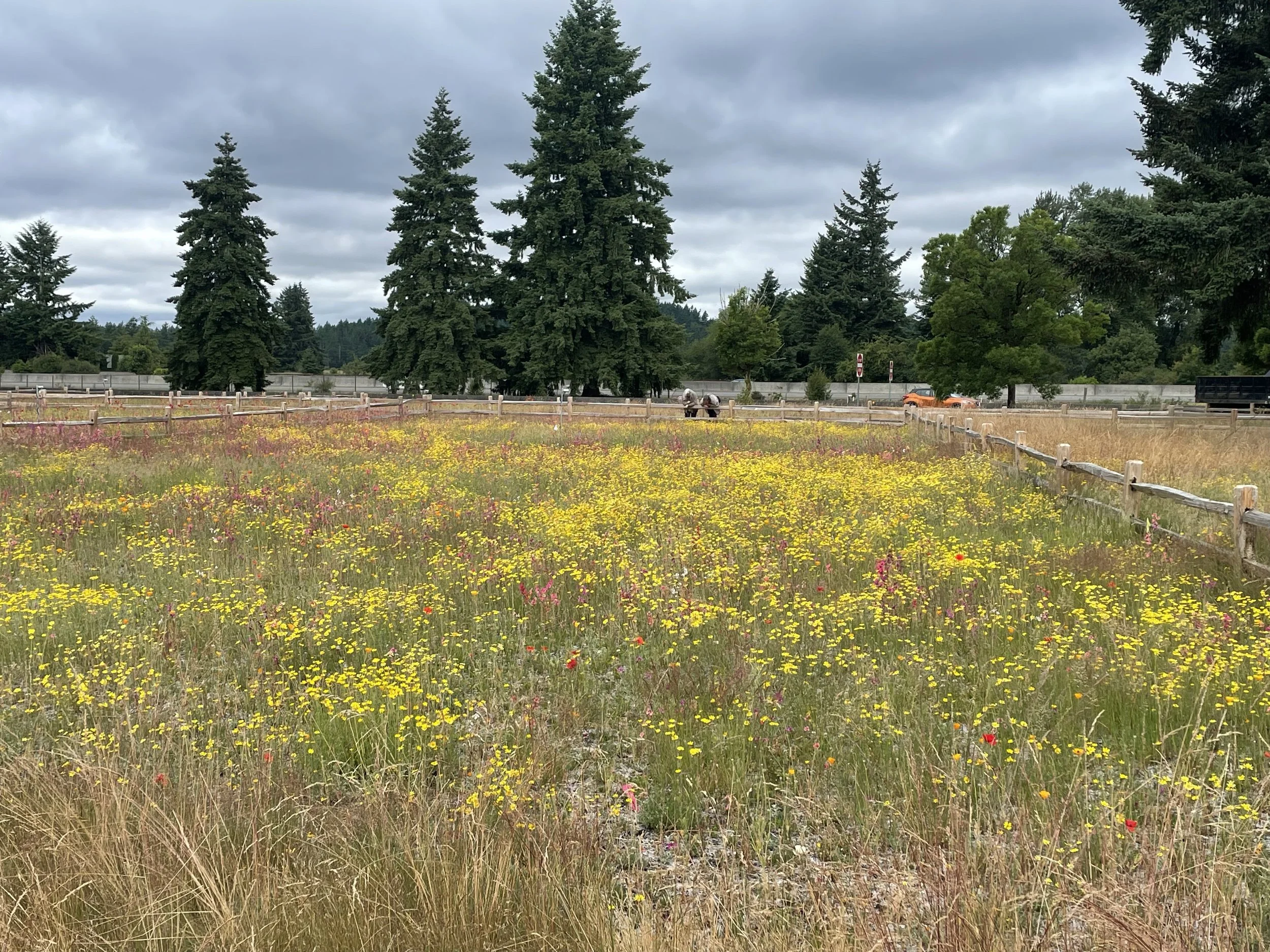 The Ray Deploys Advanced Natural Capital Work at WSDOT’S Scatter Creek Site