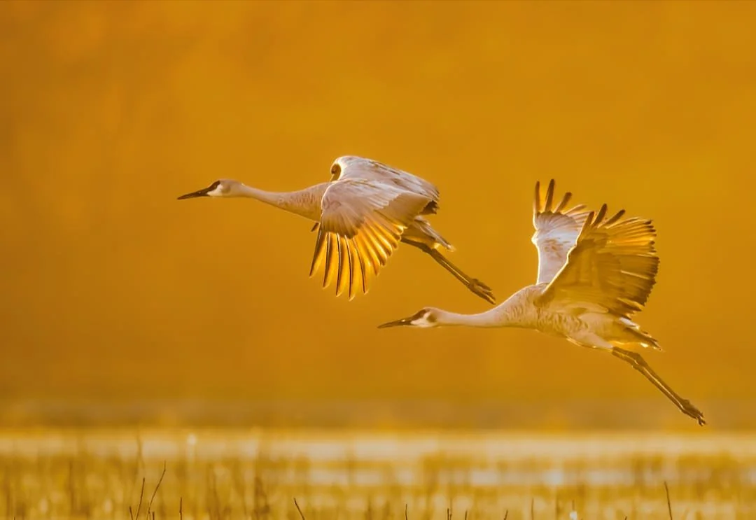 Wildlife Photography