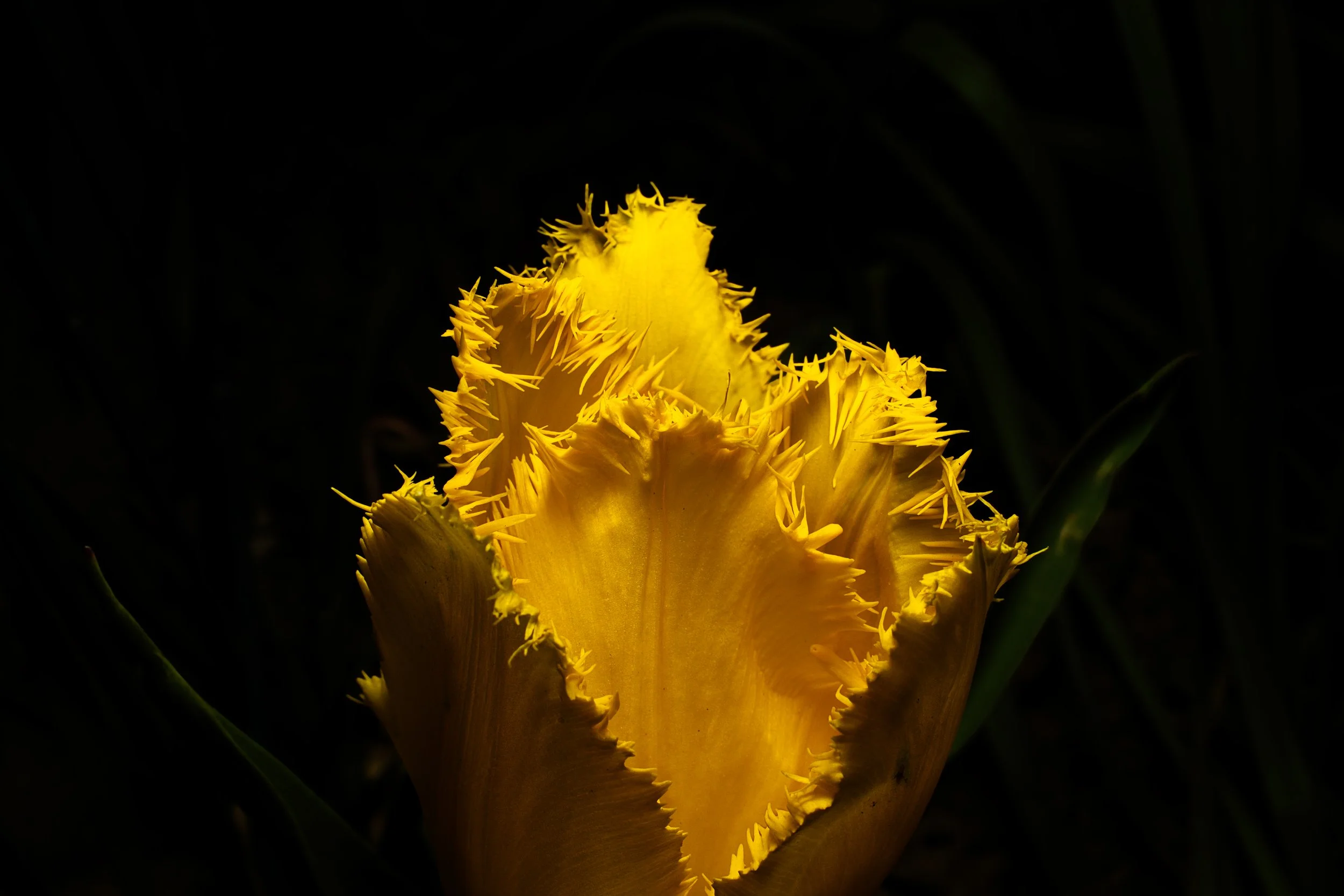 IMG_6238.jpeg