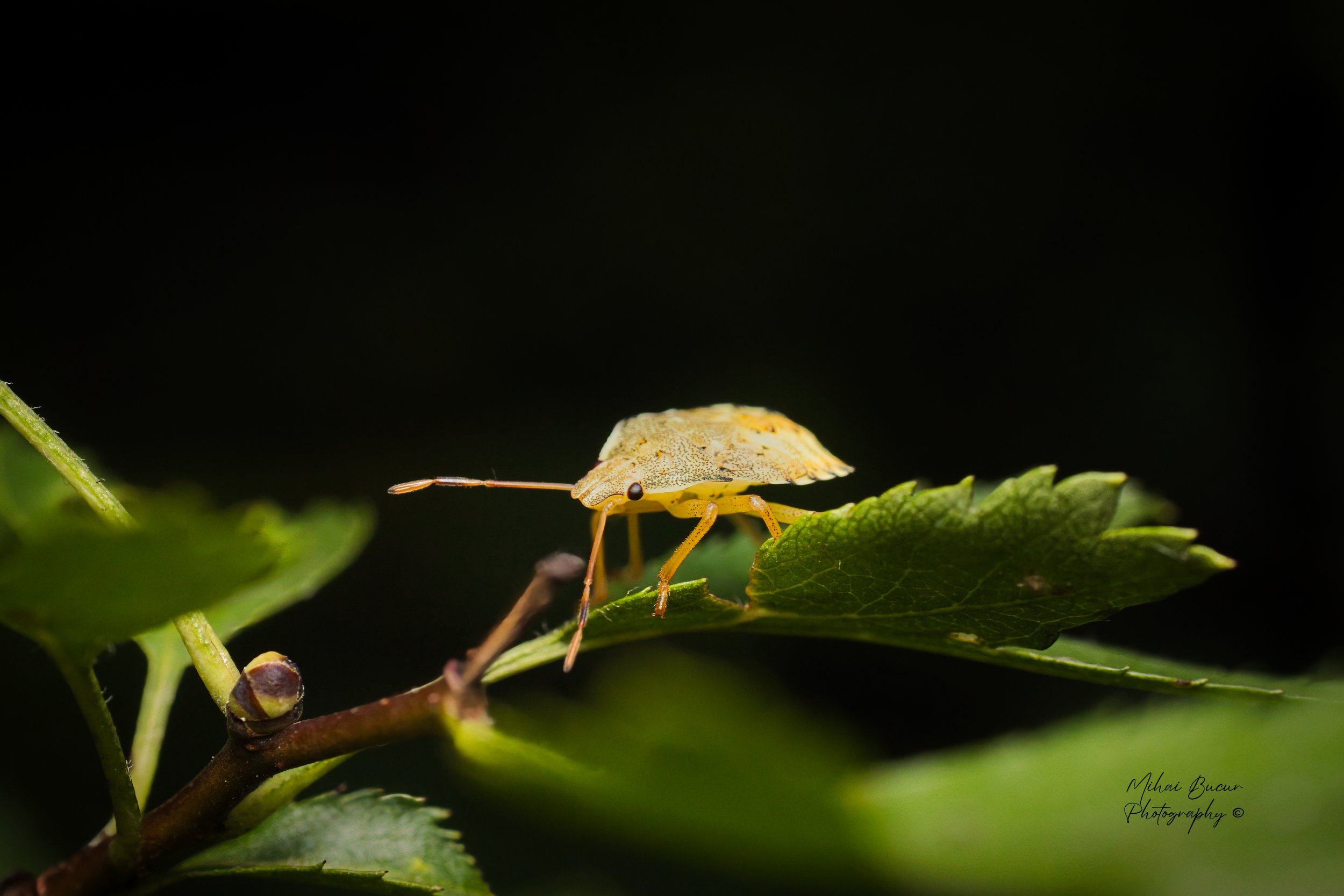 IMG_7451.jpeg