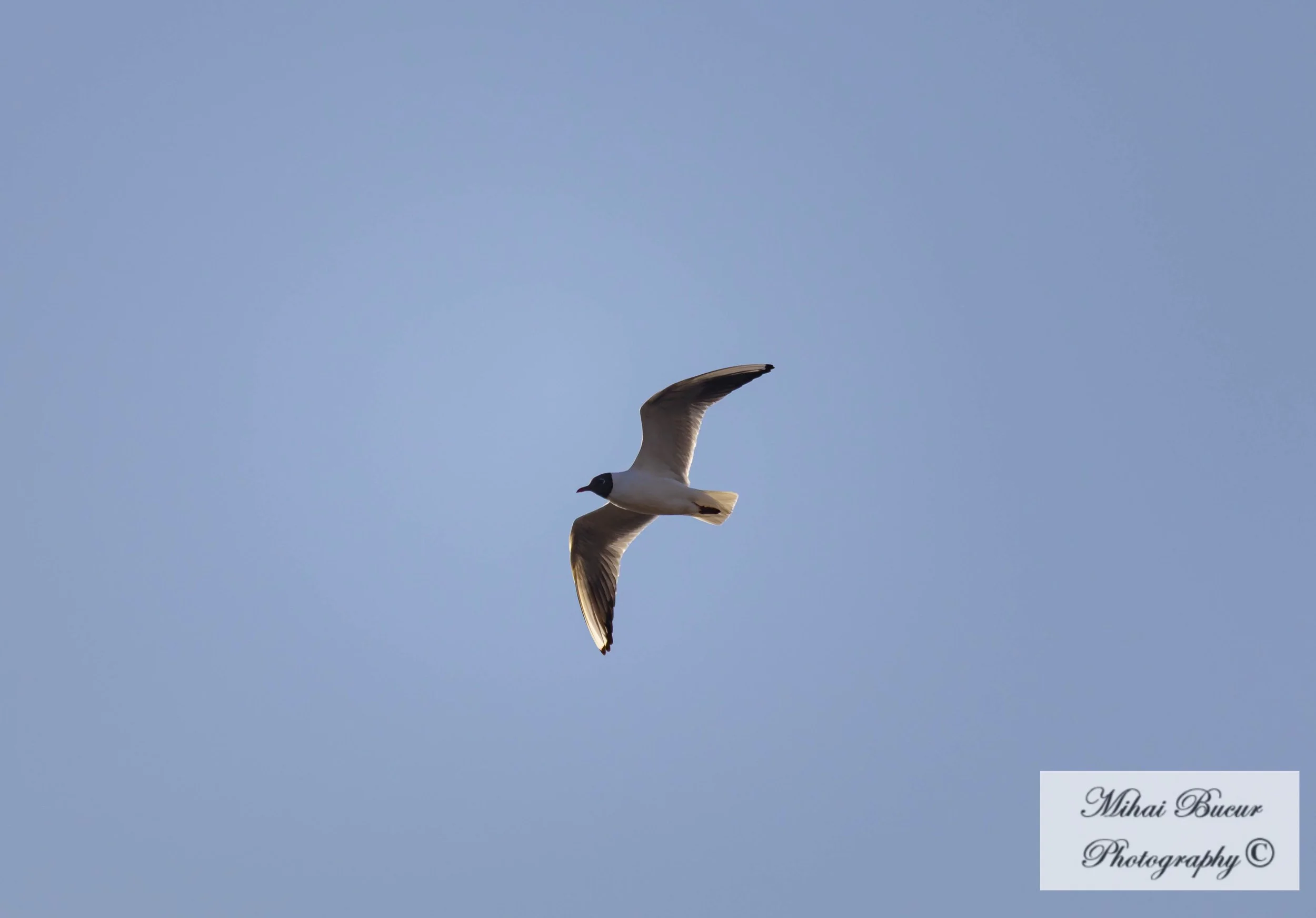 IMG_0763.jpg