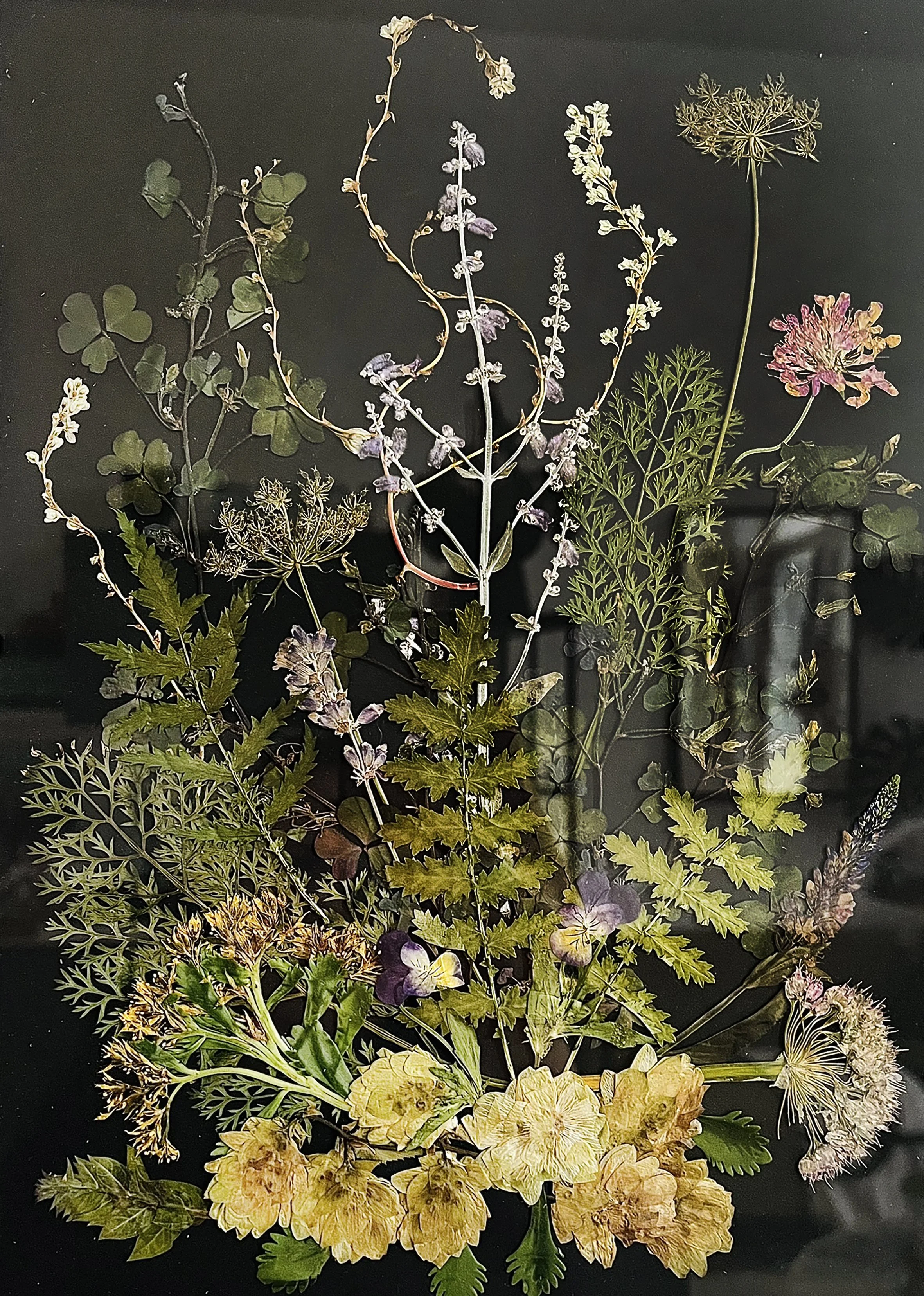 HERBARIUM