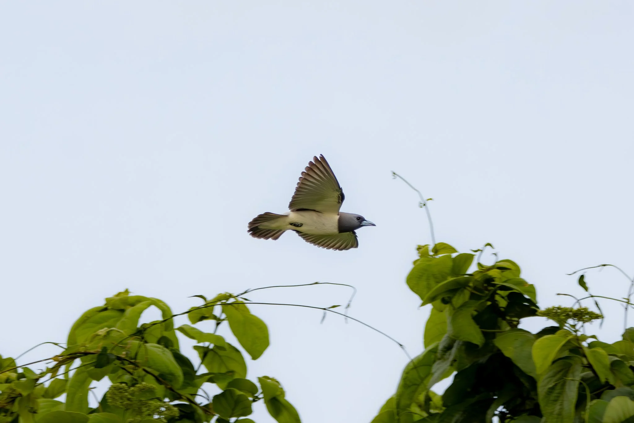 IMG_0443-Enhanced-NR-2.jpg