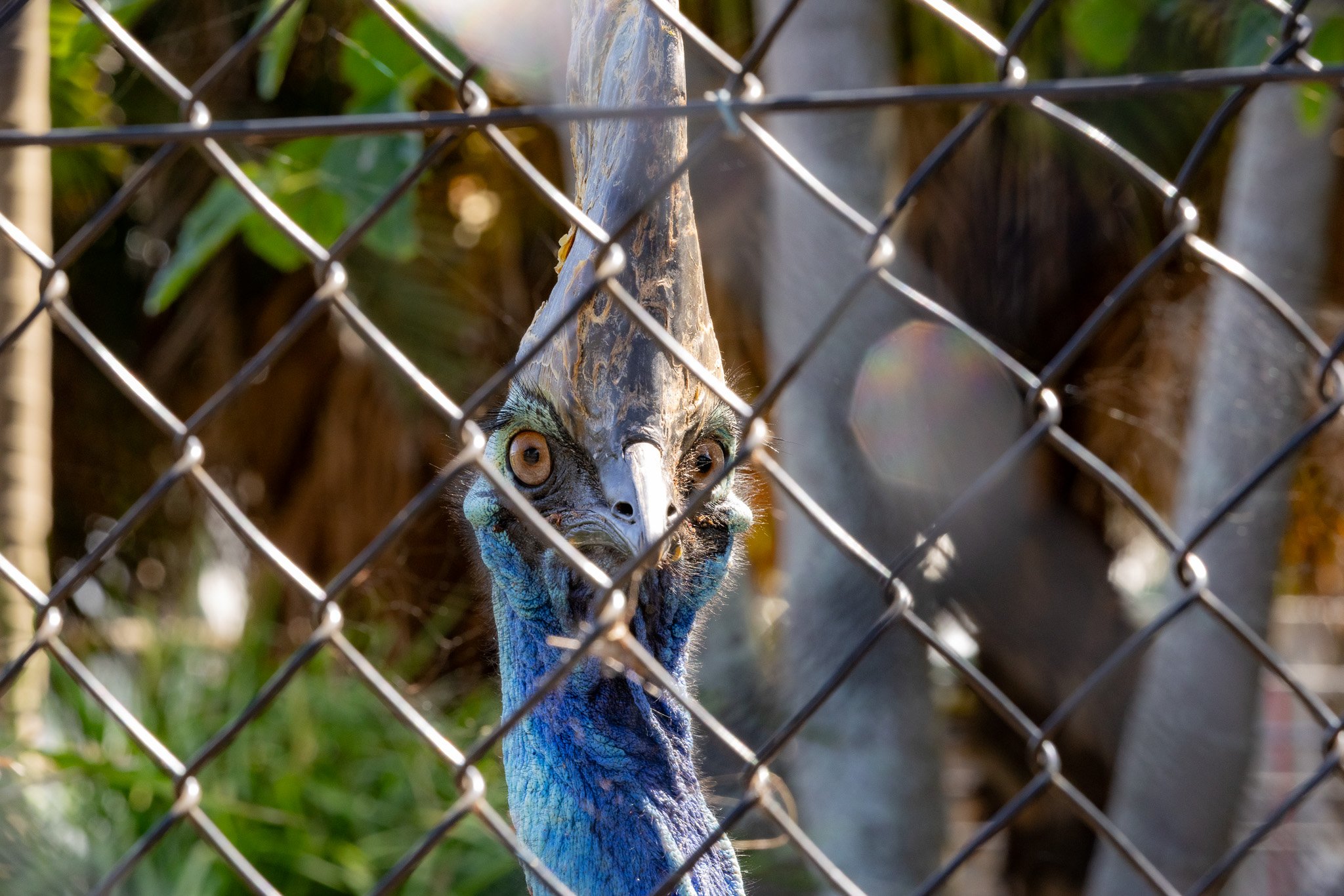 Be thankful I'm behind this cage