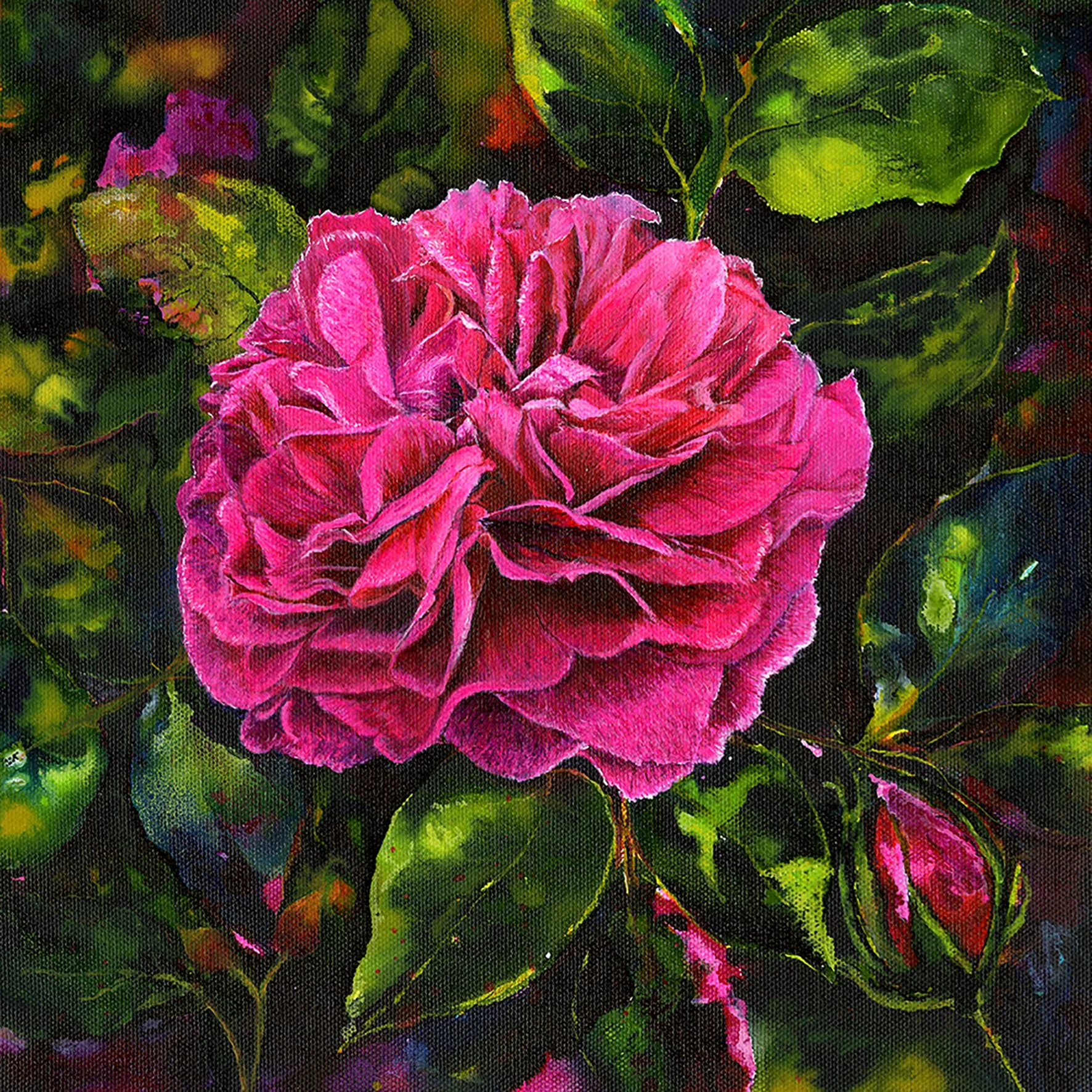 Vibrant pink Gabriel Oak David Austin rose with deep green leaves, fine art print