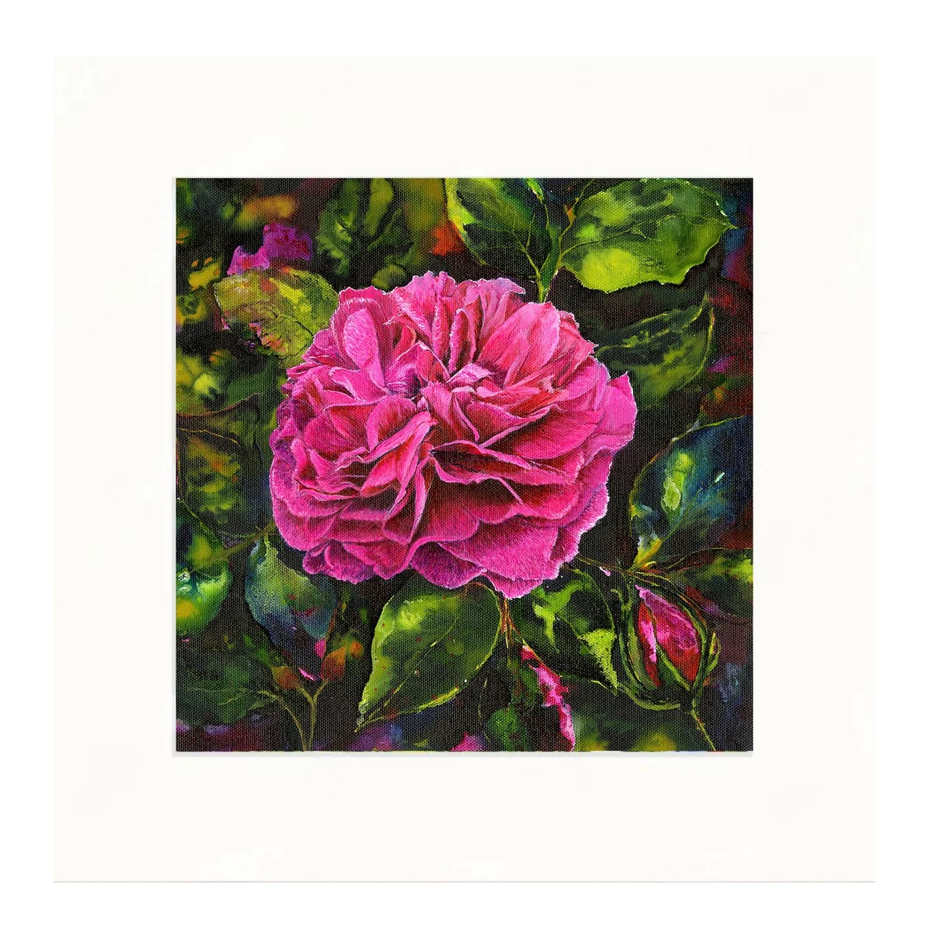 Vibrant pink Gabriel Oak David Austin rose with deep green leaves, mounted fine art print