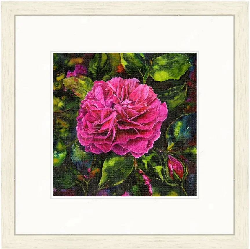 Vibrant pink Gabriel Oak David Austin rose with deep green leaves, fine art framed and mountedprint