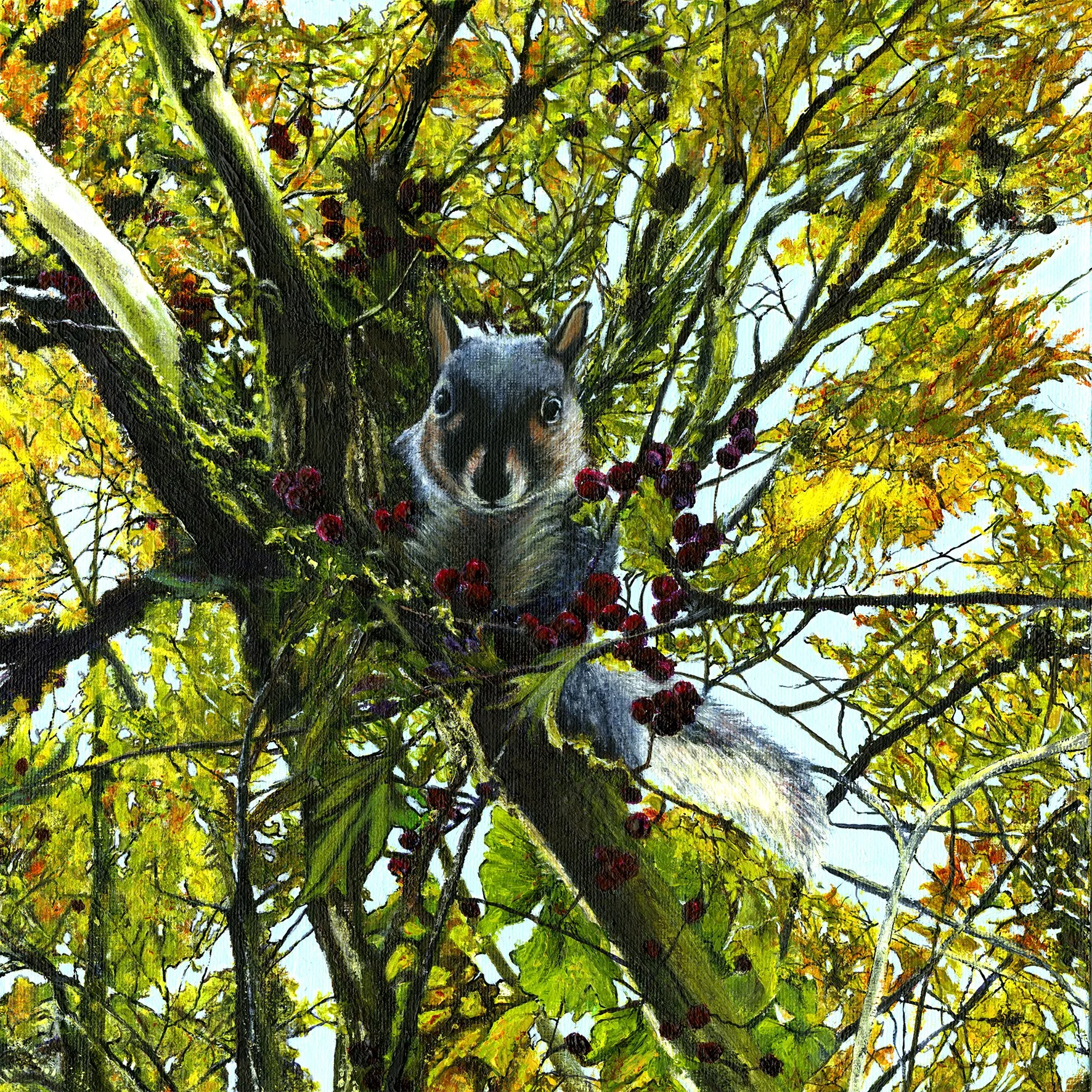 Squirrel in hawthorn tree - Nature Fine Art Print